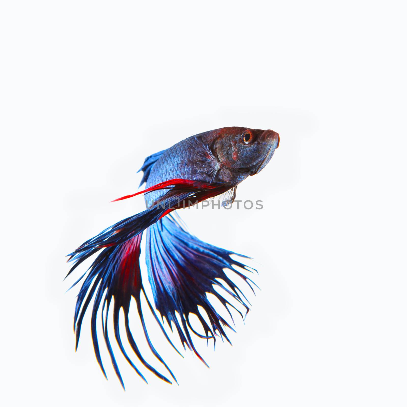close up siamese blue  crown tail fighting betta fish isolated white background