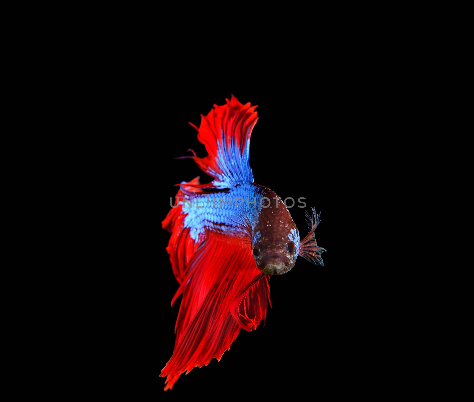 red and blue siamese betta fighting fish full tail and fin isolated black background