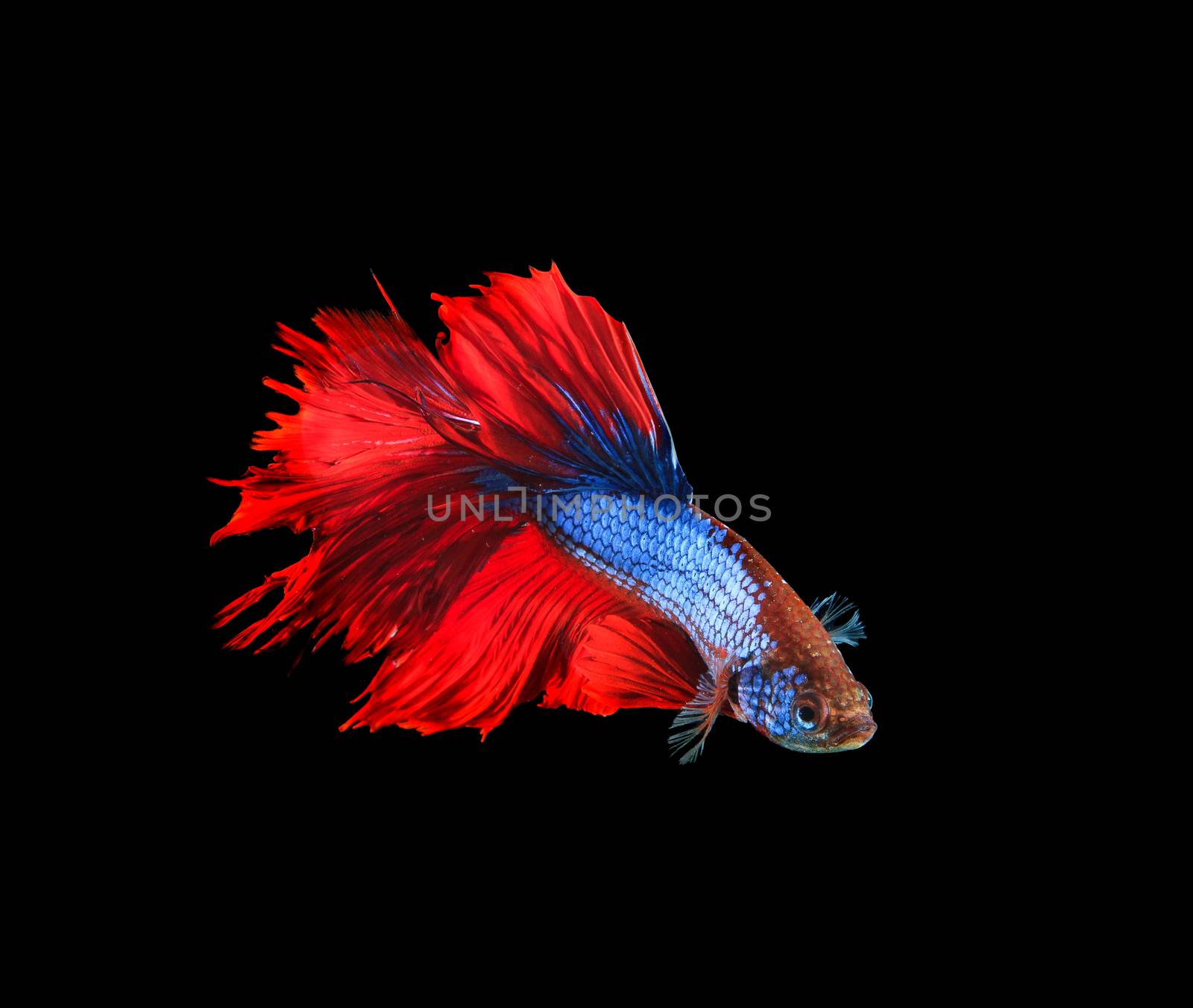 red and blue siamese betta fighting fish full tail and fin isola by khunaspix