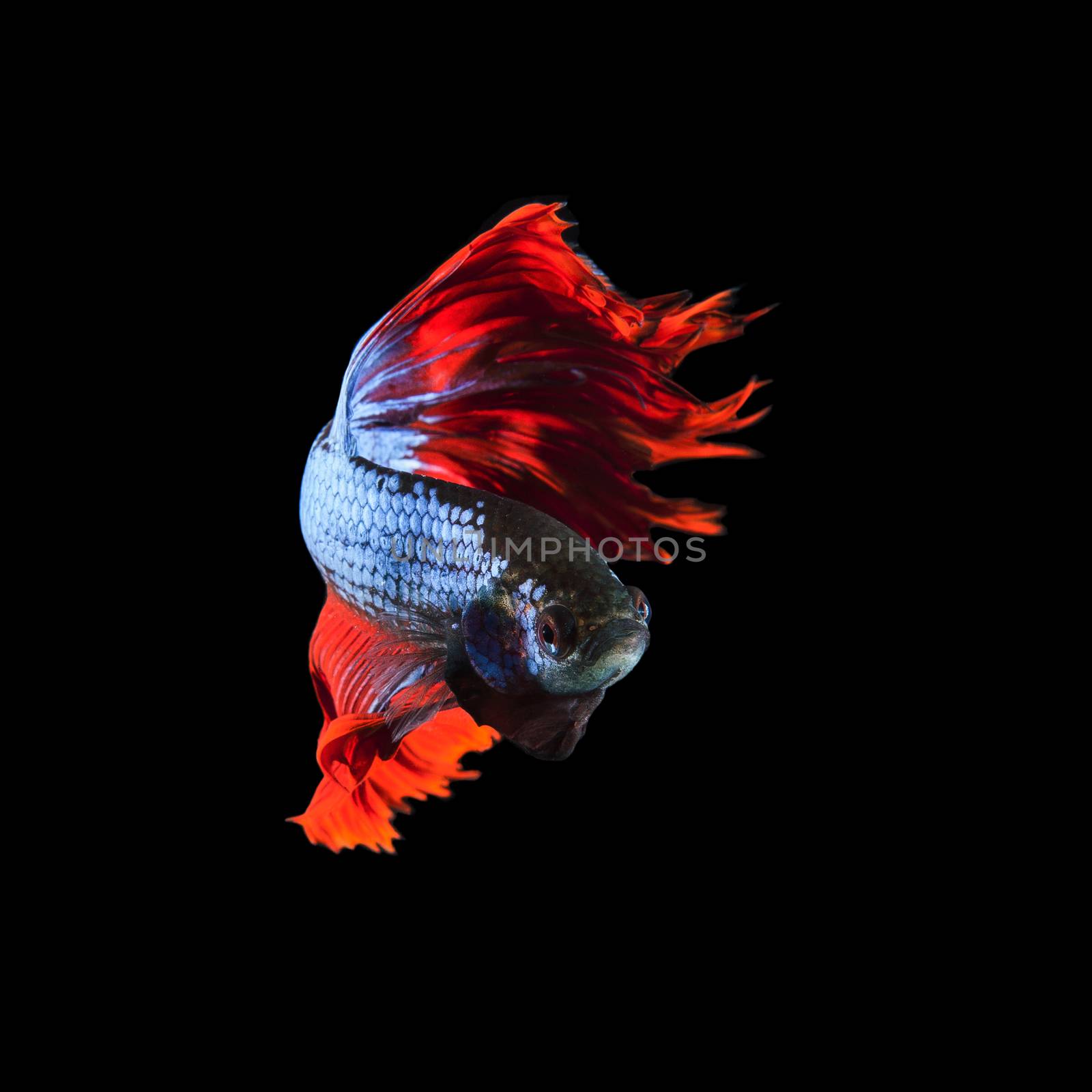 red fin siamese fighting betta fish full body and beautiful fin tail isolated on black background