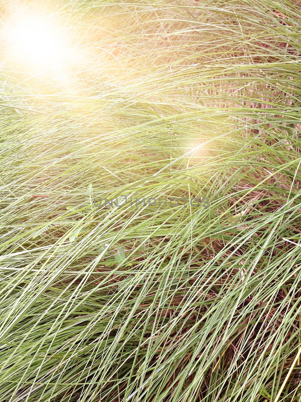 Blur of tall grass with len flare effect, out of focus image, tall grass field nature background with len flare effect vintage style