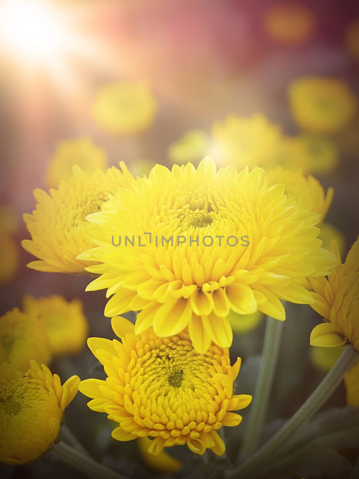 Vintage, retro , love or valentine background concept : Yellow Chrysanthemum Flowers close up, beautiful yellow flowers in the garden