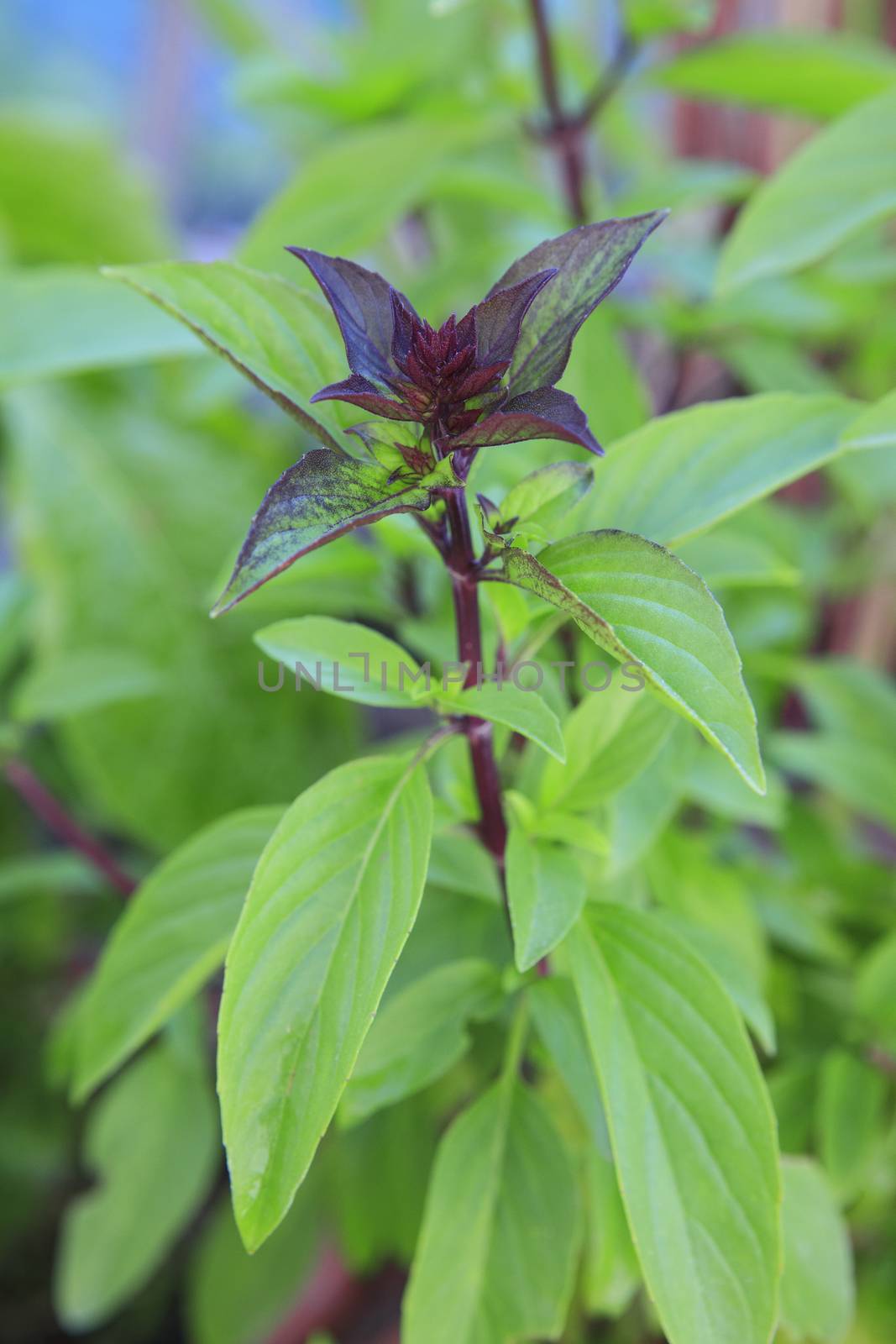 sweet basil or thai basil nature spice vegetable of eastern food by khunaspix