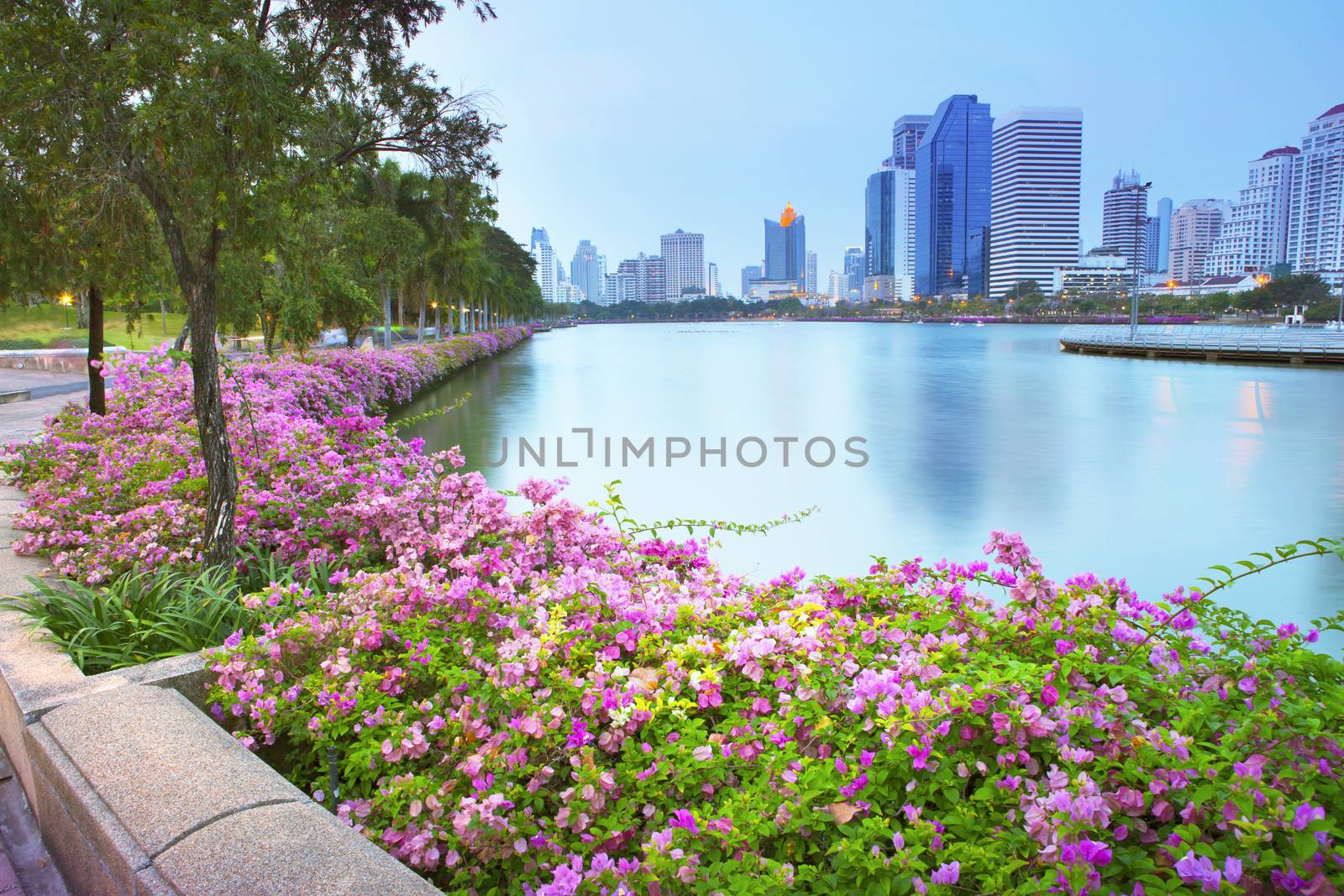 magenta papers flowers and lake in public park  and  skyscraper  by khunaspix