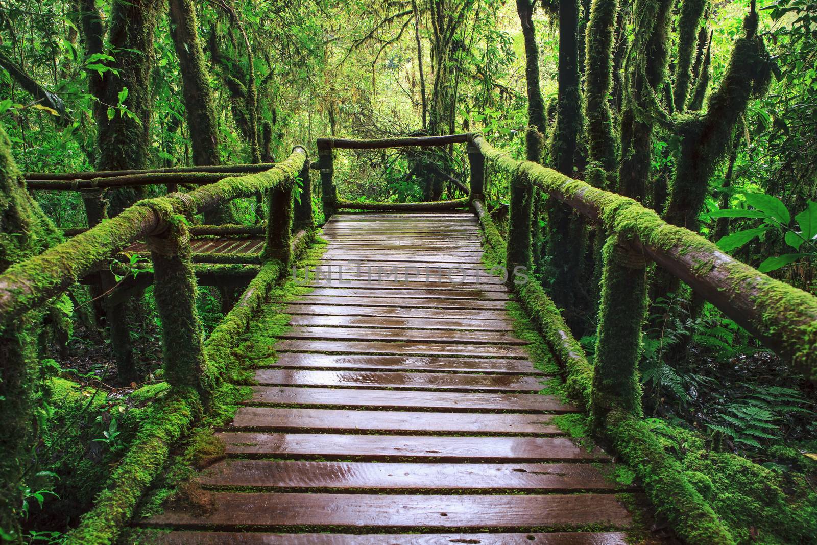 wet wooden trail birdge walking way at hill mountain evergreen f by khunaspix