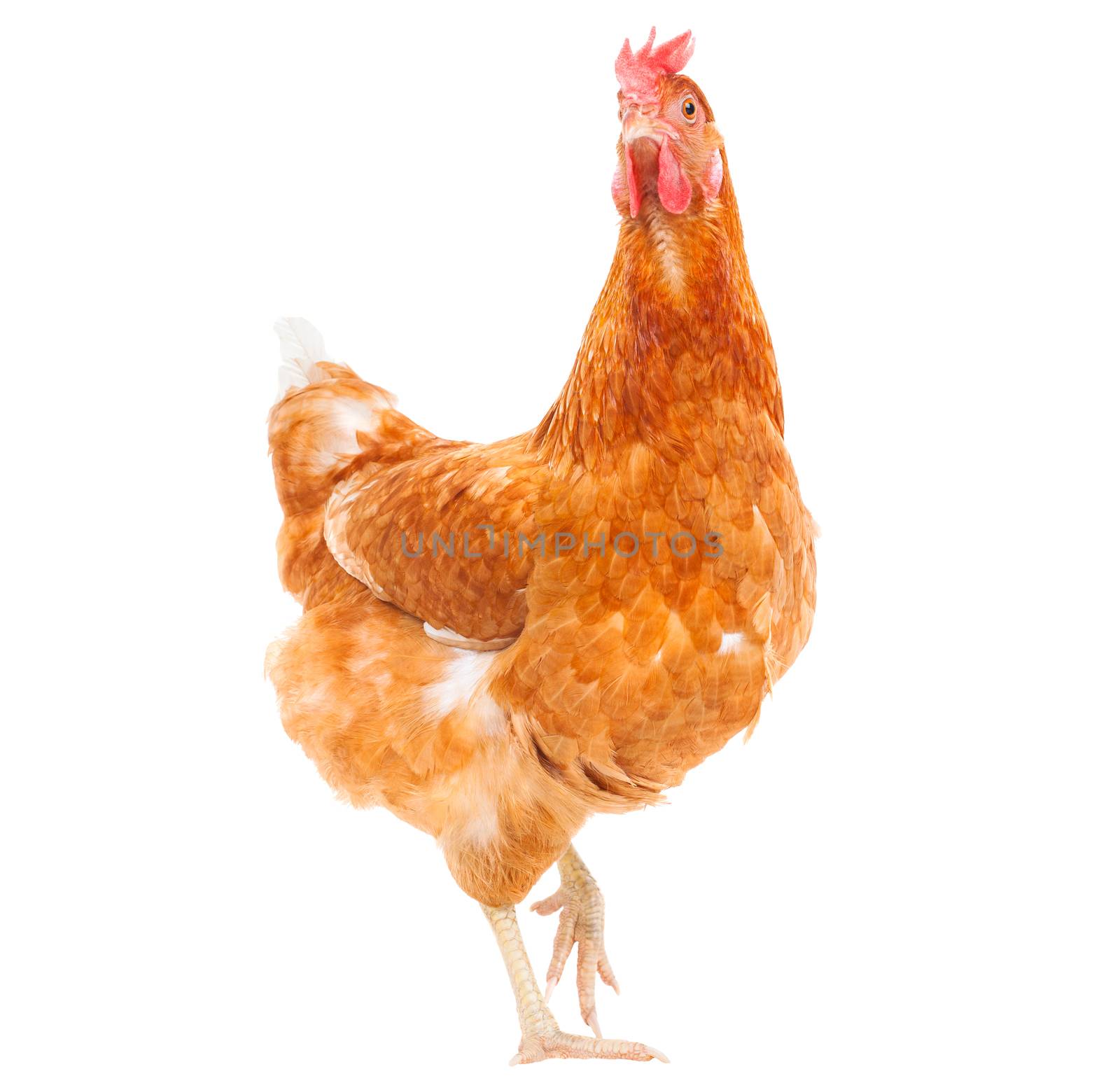 full body of brown chicken hen standing isolated white backgroun by khunaspix
