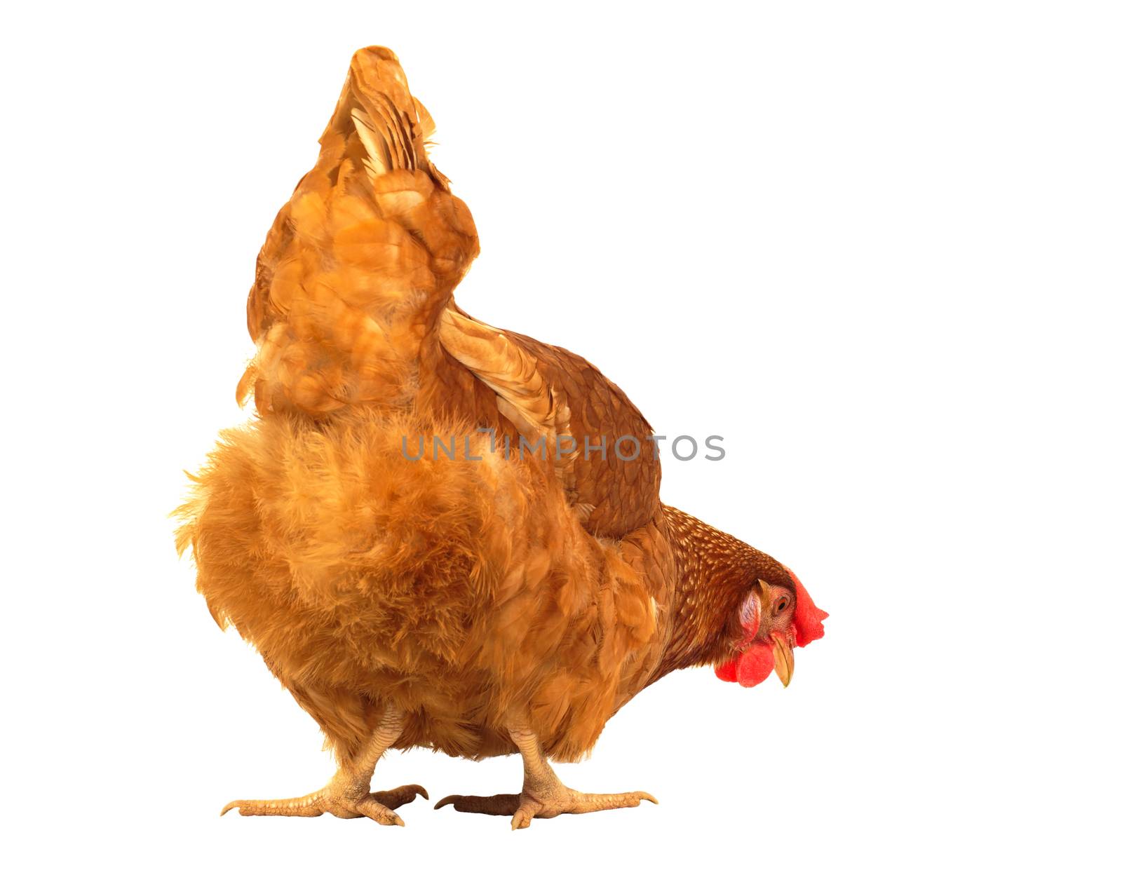 close up chicken hen eating something isolated white background