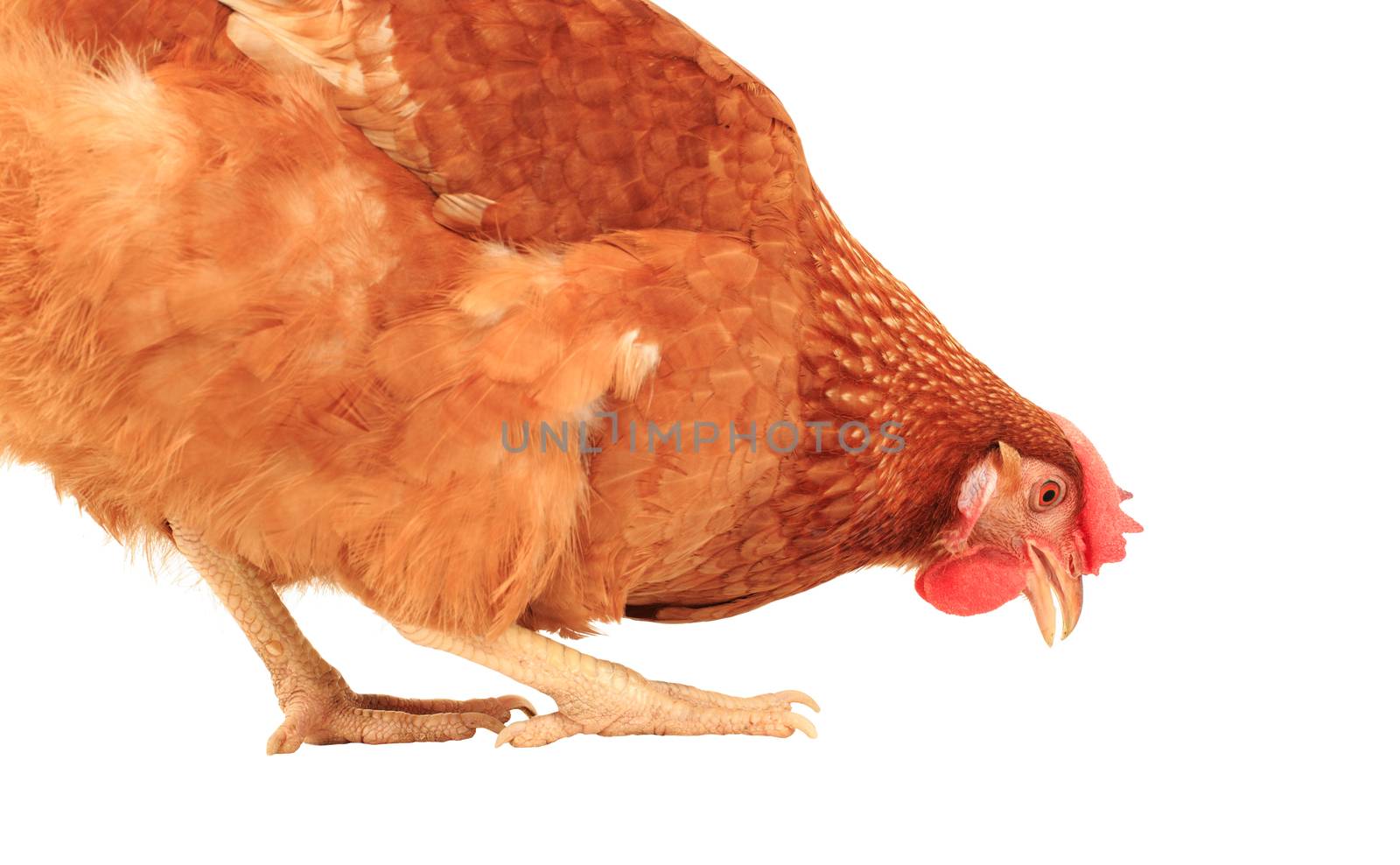 close up chicken hen eating something isolated white background