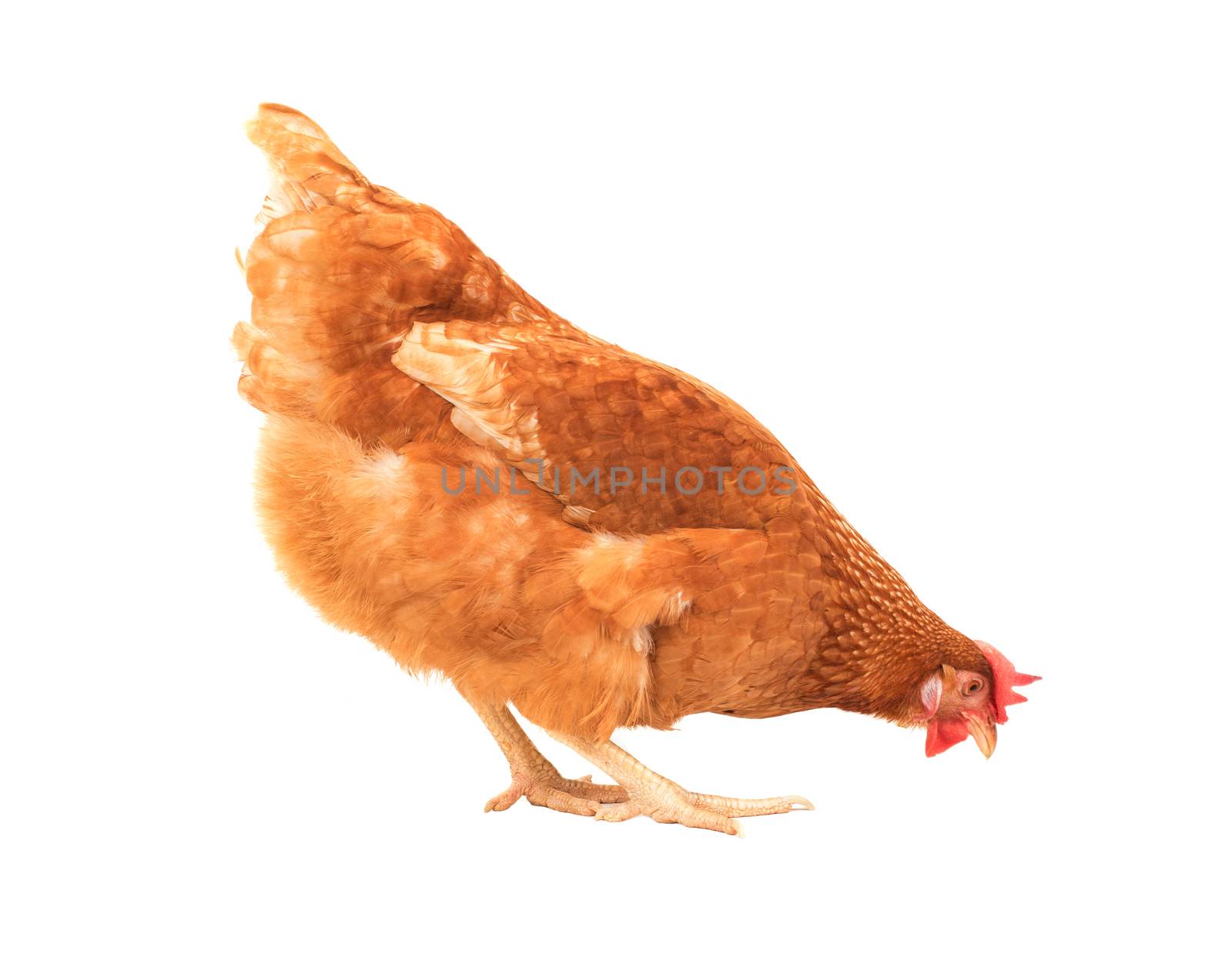 close up chicken hen eating something isolated white background