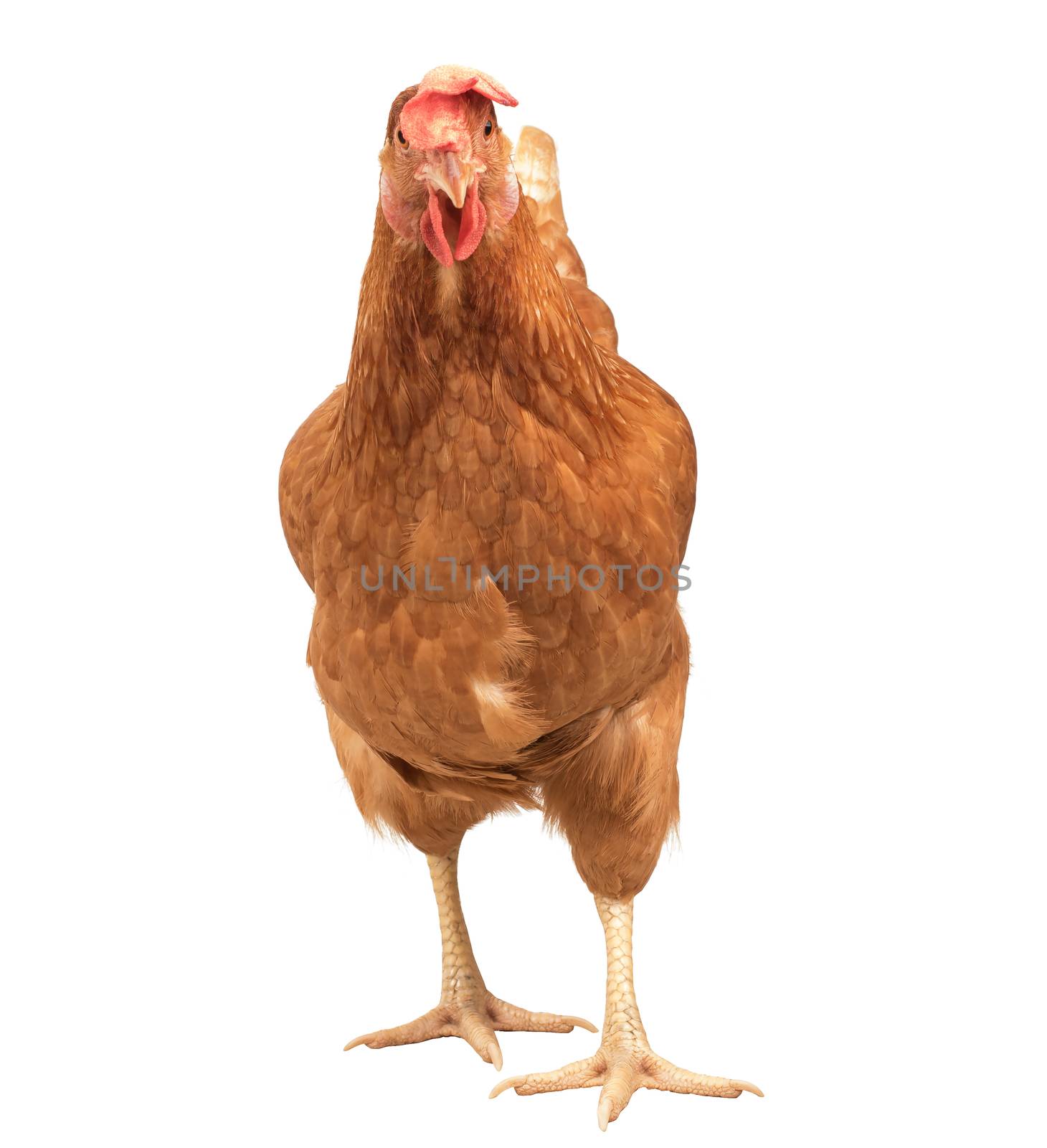 close up portrait full body of brown female eggs hen standing show beautiful plumage,feather isolated white background use for livestock and farm animals theme