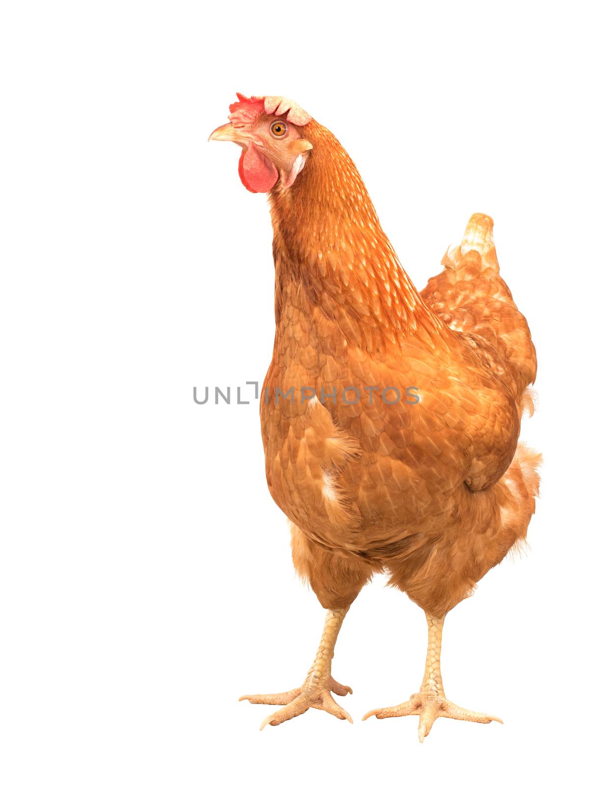 close up portrait full body of brown female eggs hen standing show beautiful plumage,feather isolated white background use for livestock and farm animals theme