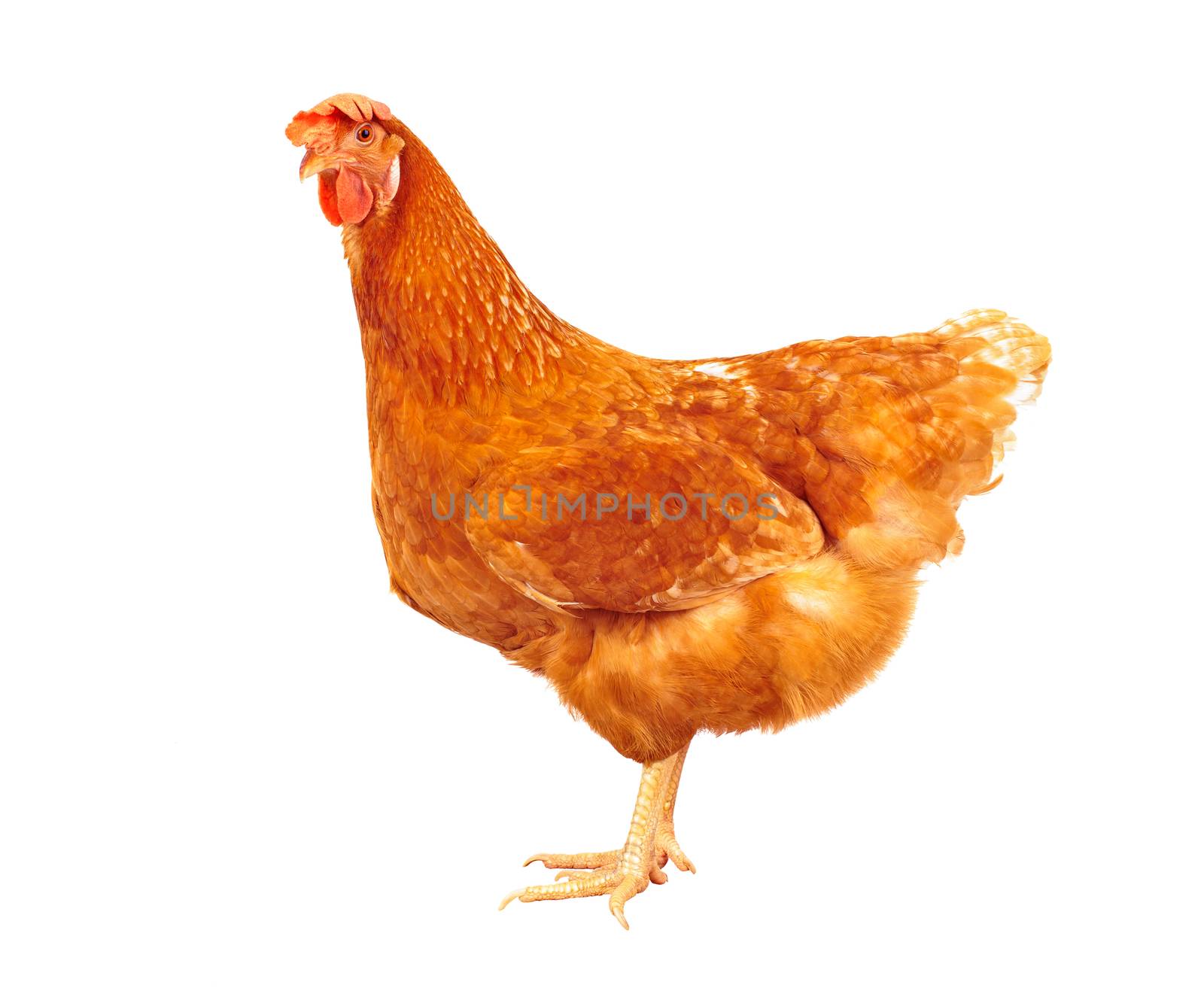 full body of brown chicken hen standing isolated white backgroun by khunaspix