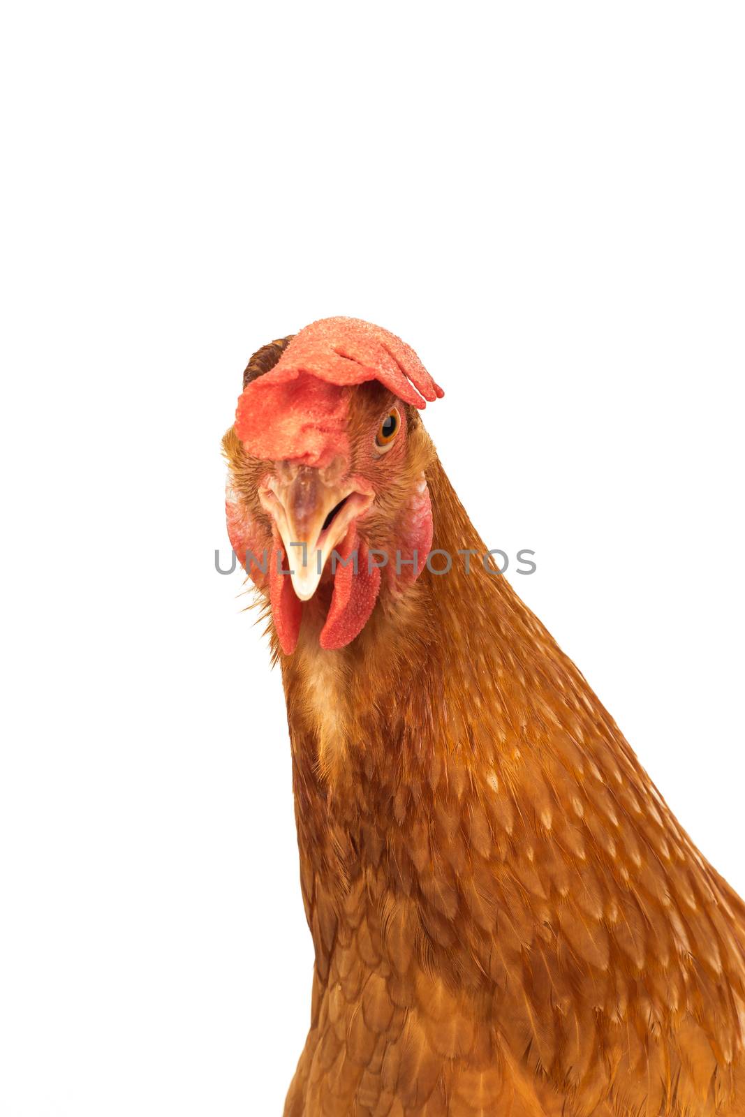 head of chicken hen shock and funny surprising isolated white background