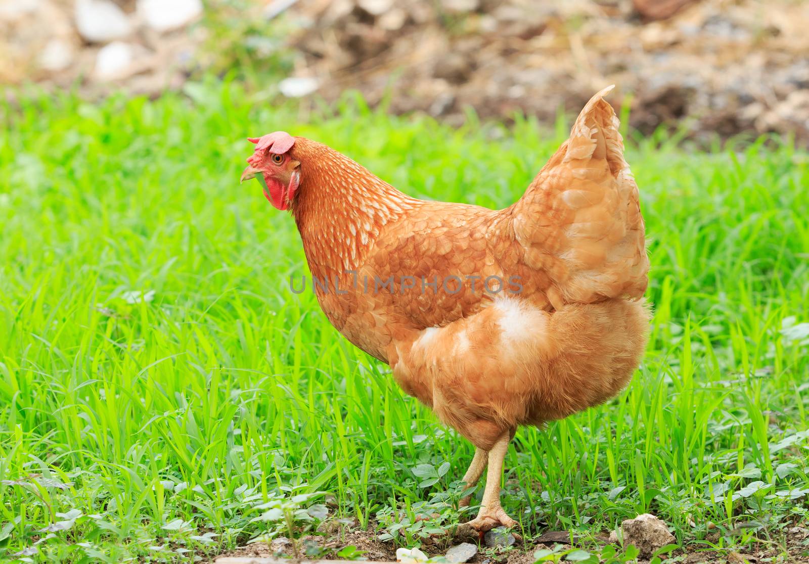 brown chicken hen in green field use for livestock in arganic natural rural farm 