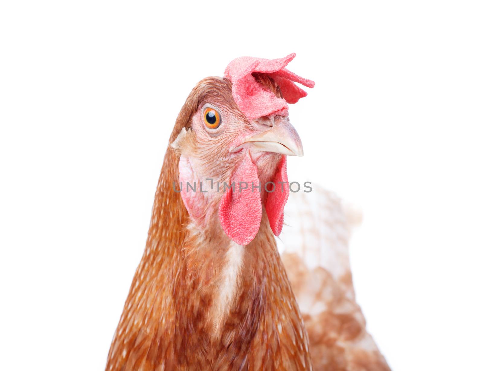 close up beautiful of brown female chicken hen isolated white ba by khunaspix