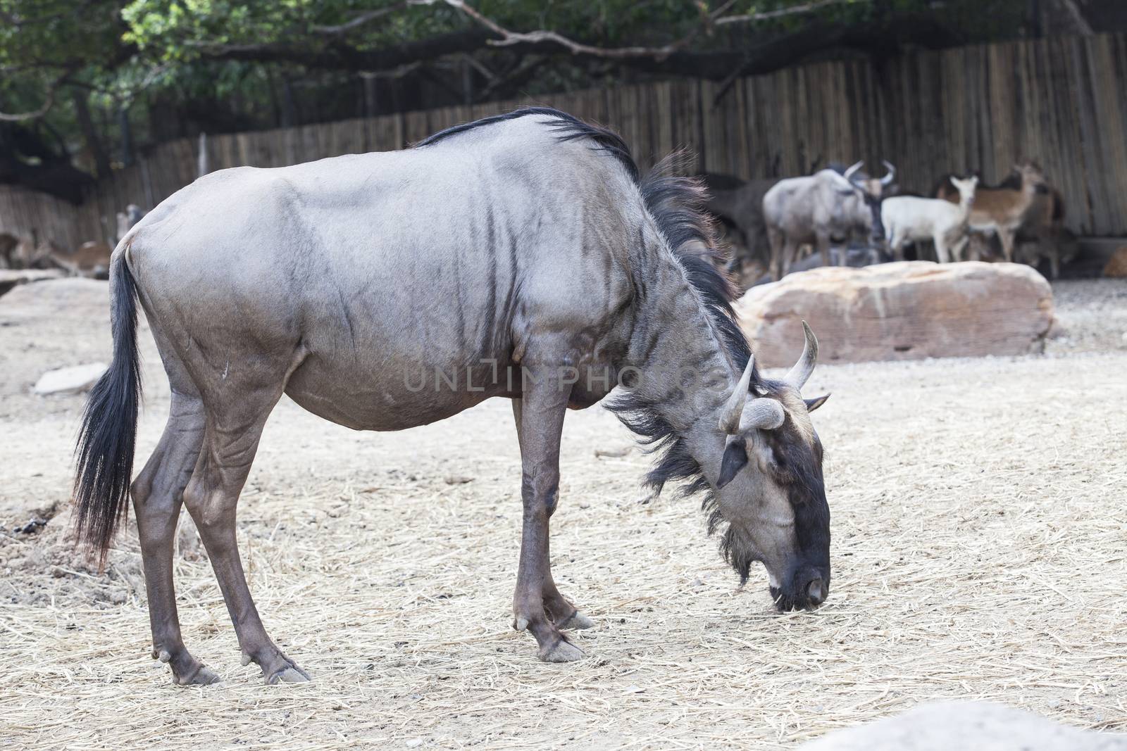 side view full body of wilderbeest in open zoo by khunaspix