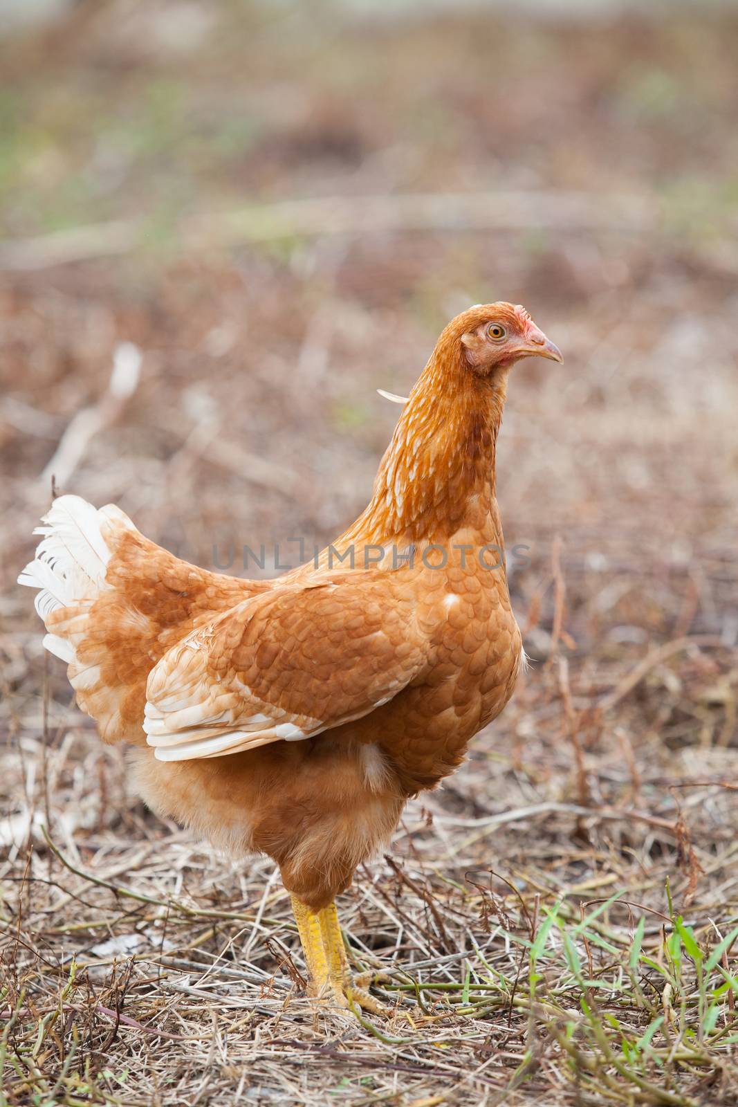 brown hen chicken standing in field use for farm animals, livestock domestic pets animals 