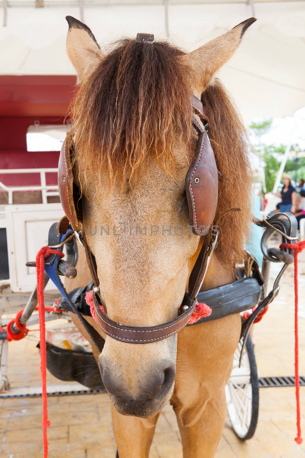 close up face of working horse with eyes blind path by khunaspix