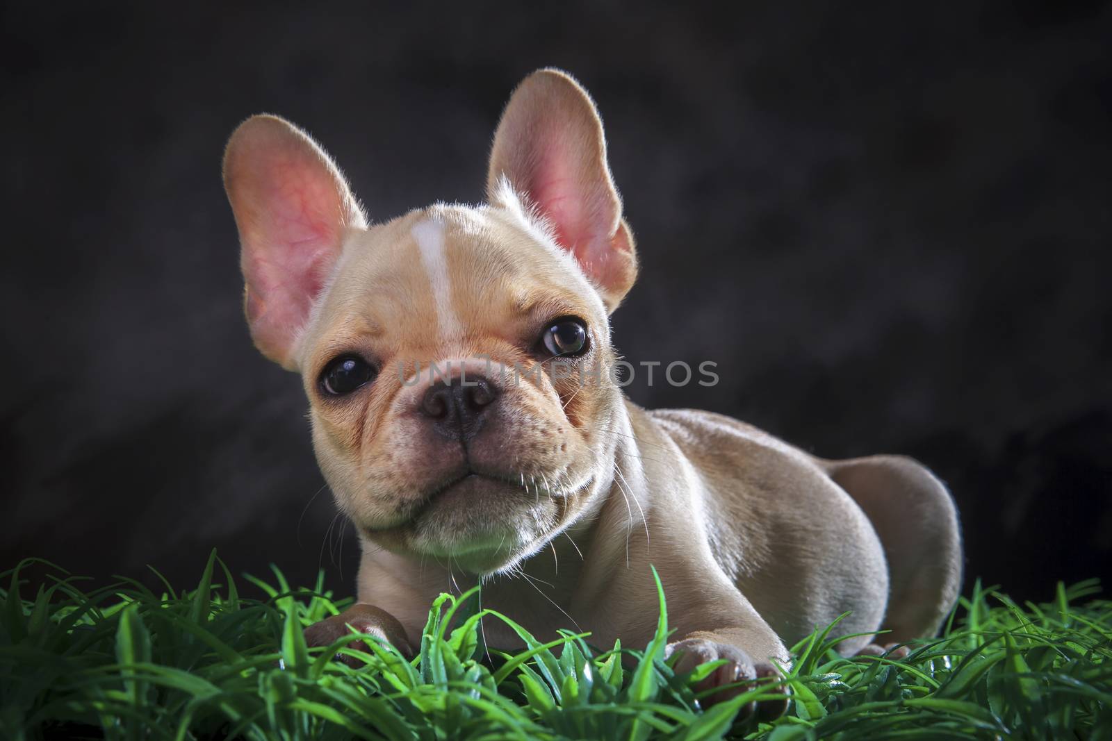 close up lovely face of french bull dog lying on green grass floor