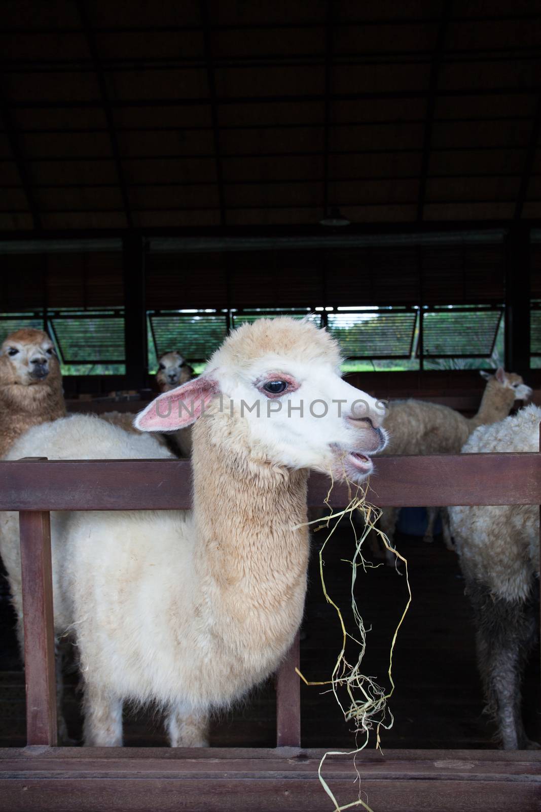 close up face of llama alpacas in farm