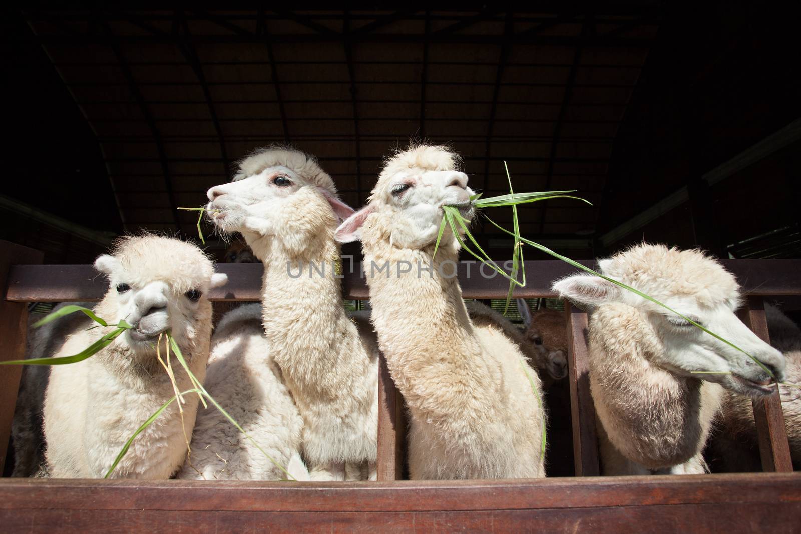 llama alpacas eating ruzi grass in mouth rural ranch farm by khunaspix