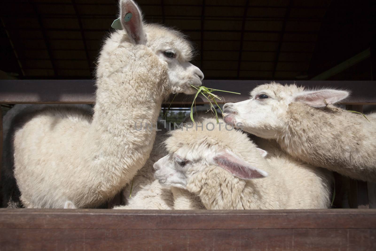 llama alpacas eating ruzi grass in mouth rural ranch farm  by khunaspix