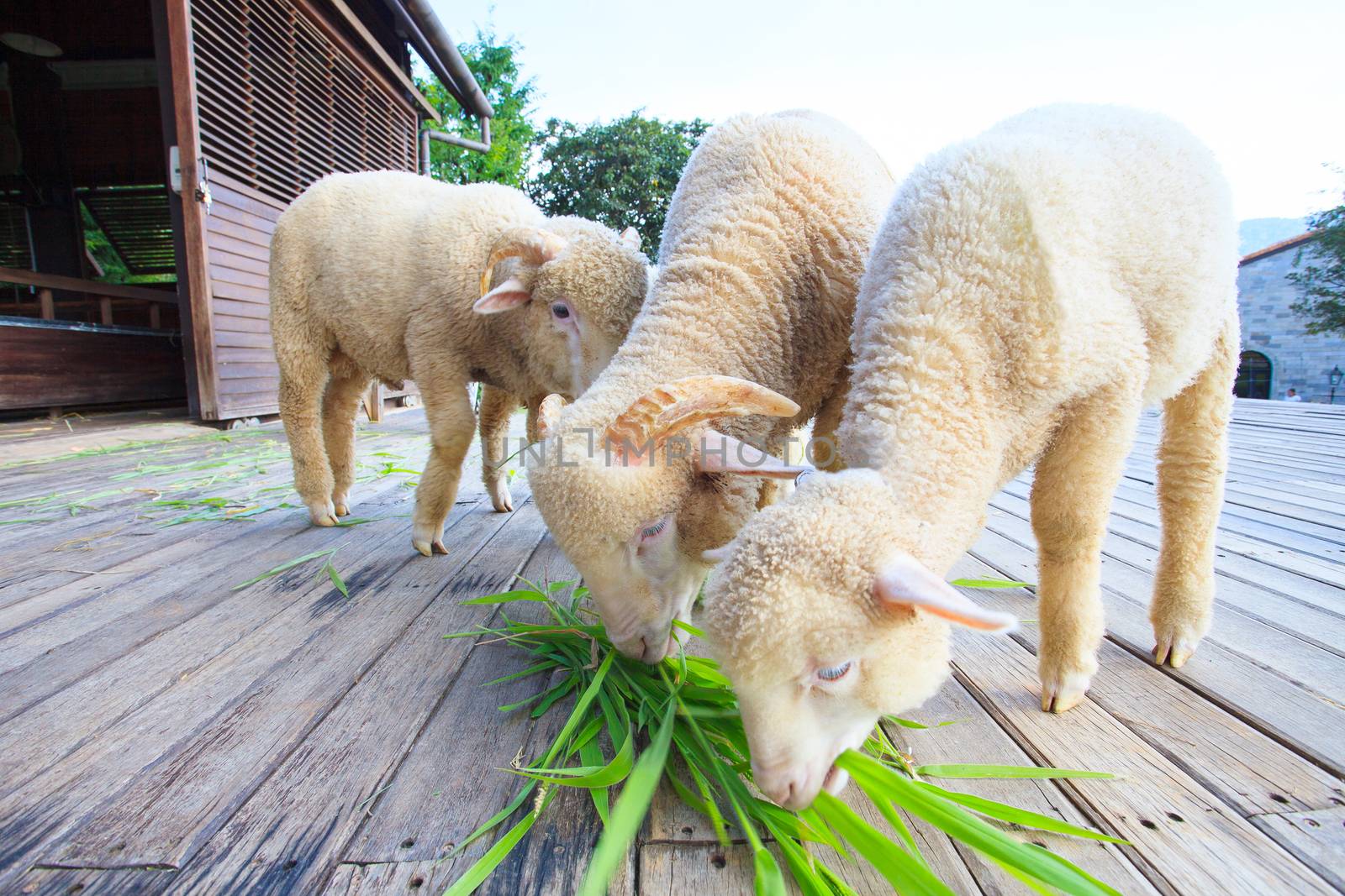 merino sheep eating ruzi grass leaves on wood ground of rural ranch farm with beautiful lighting 