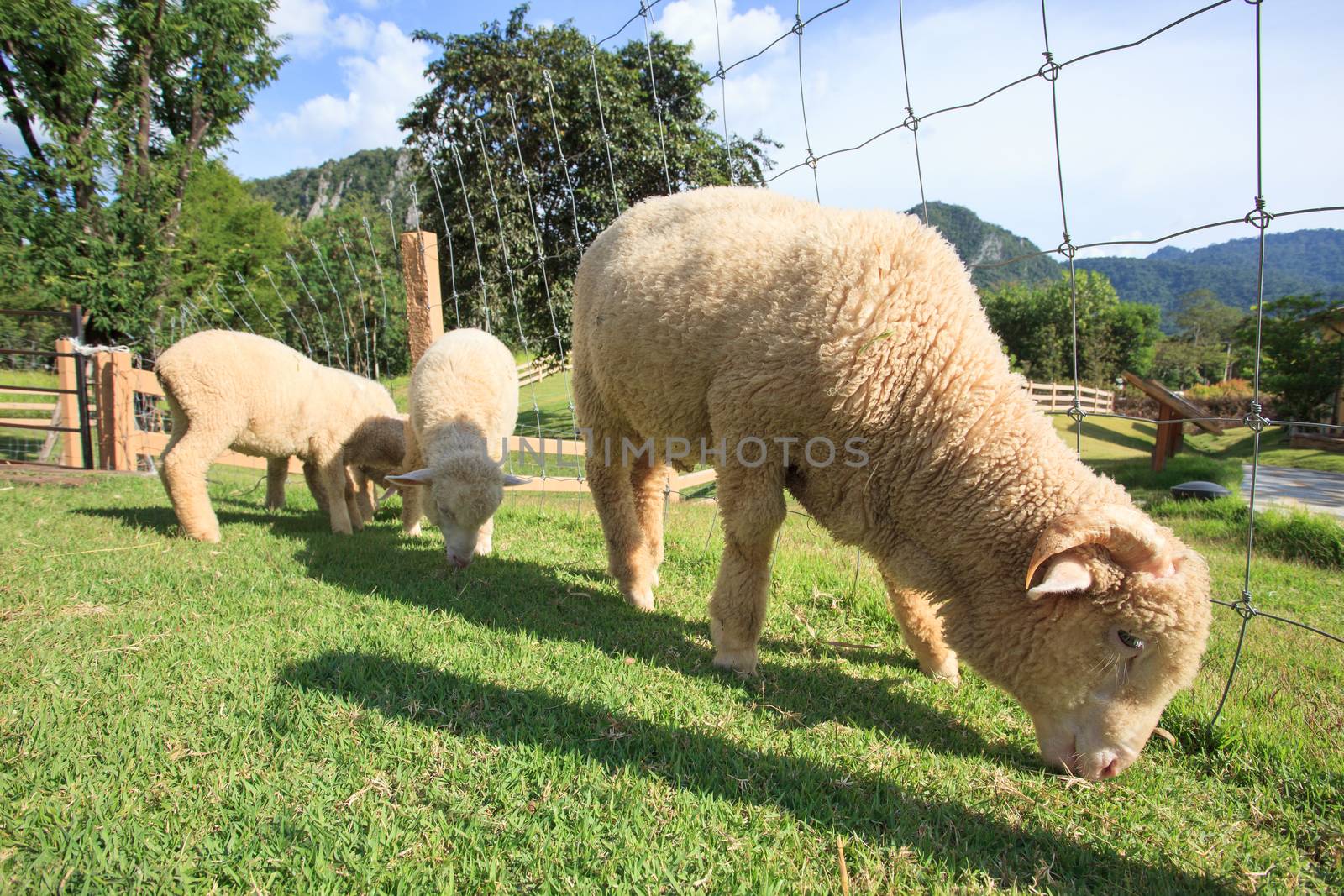 merino sheep feeding in green grass field of rural ranch farm by khunaspix