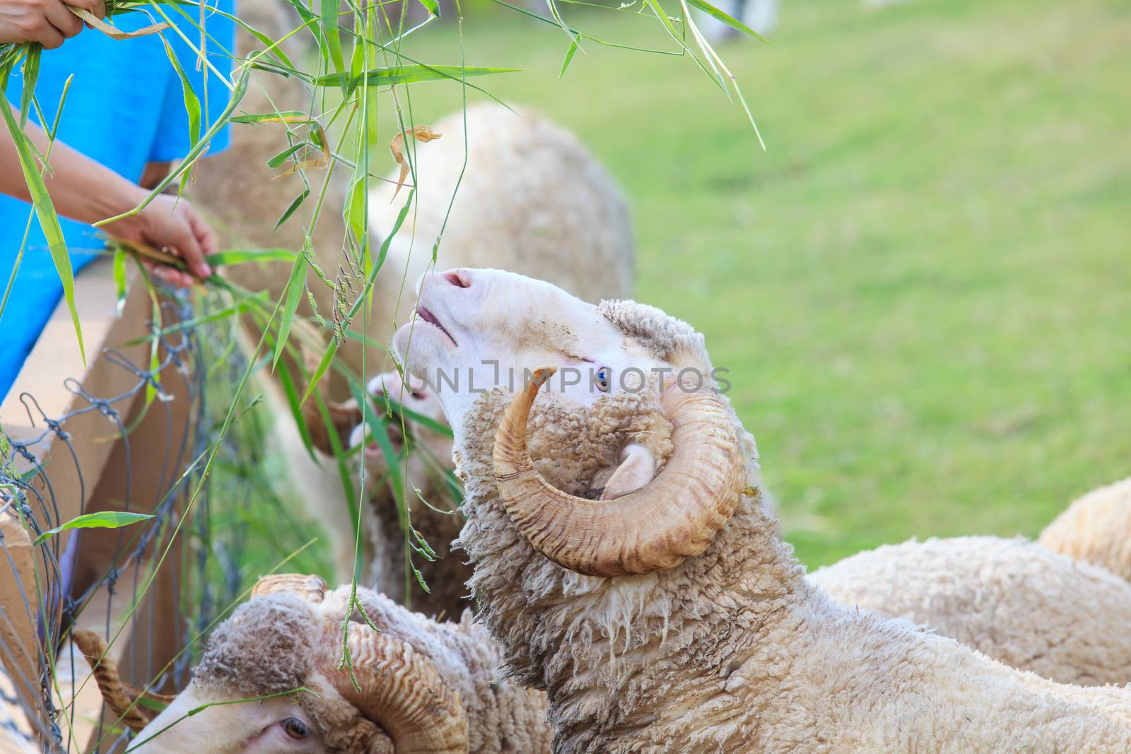 hand feeding ruzi grass for merino sheep in farm by khunaspix