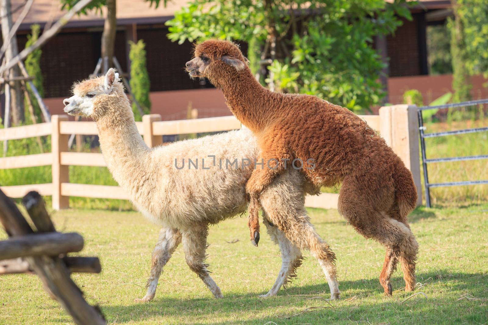 brown and light brown llama alpacas mating in ranch farm field by khunaspix