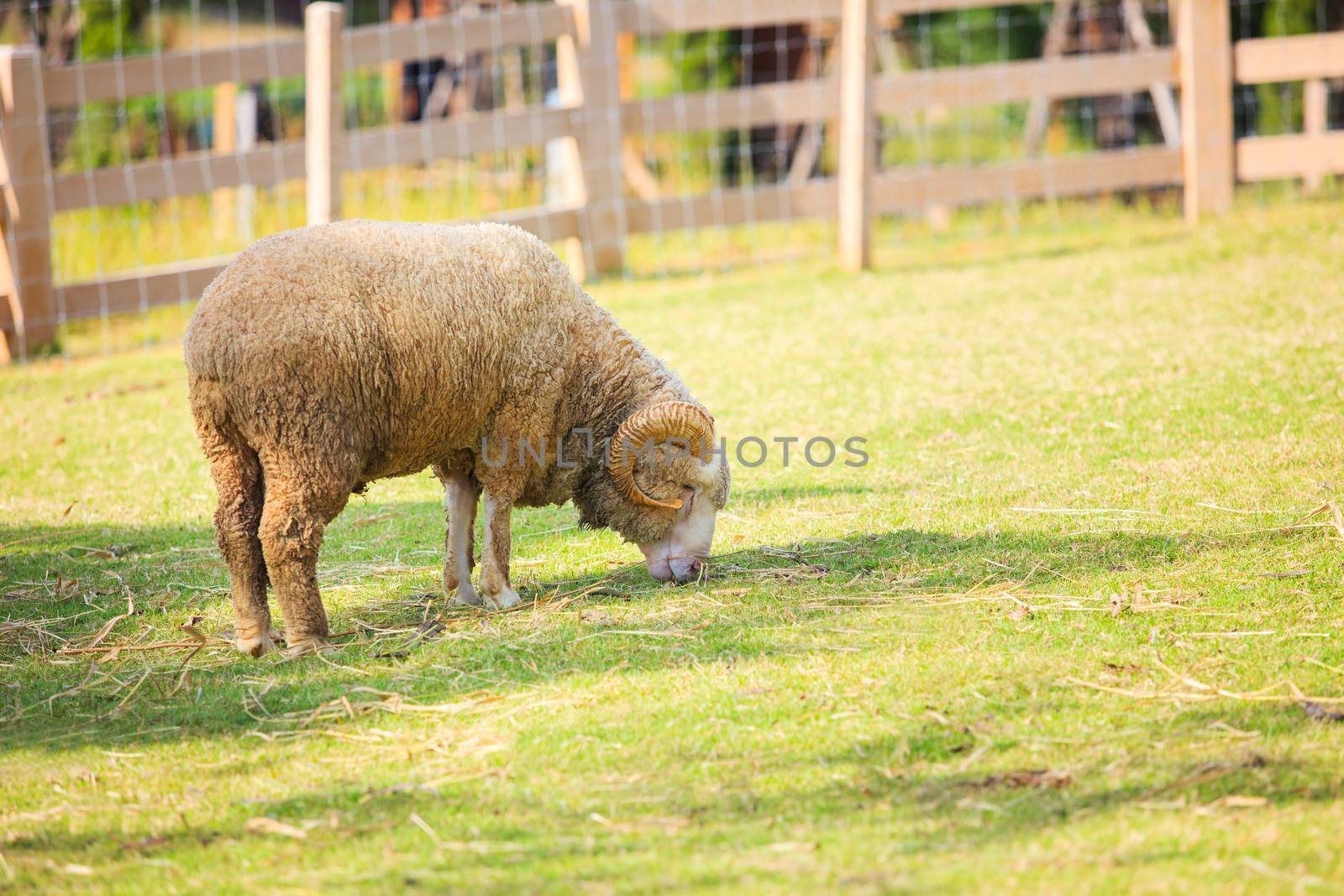 full body of male merino sheep eating grass in farm field by khunaspix