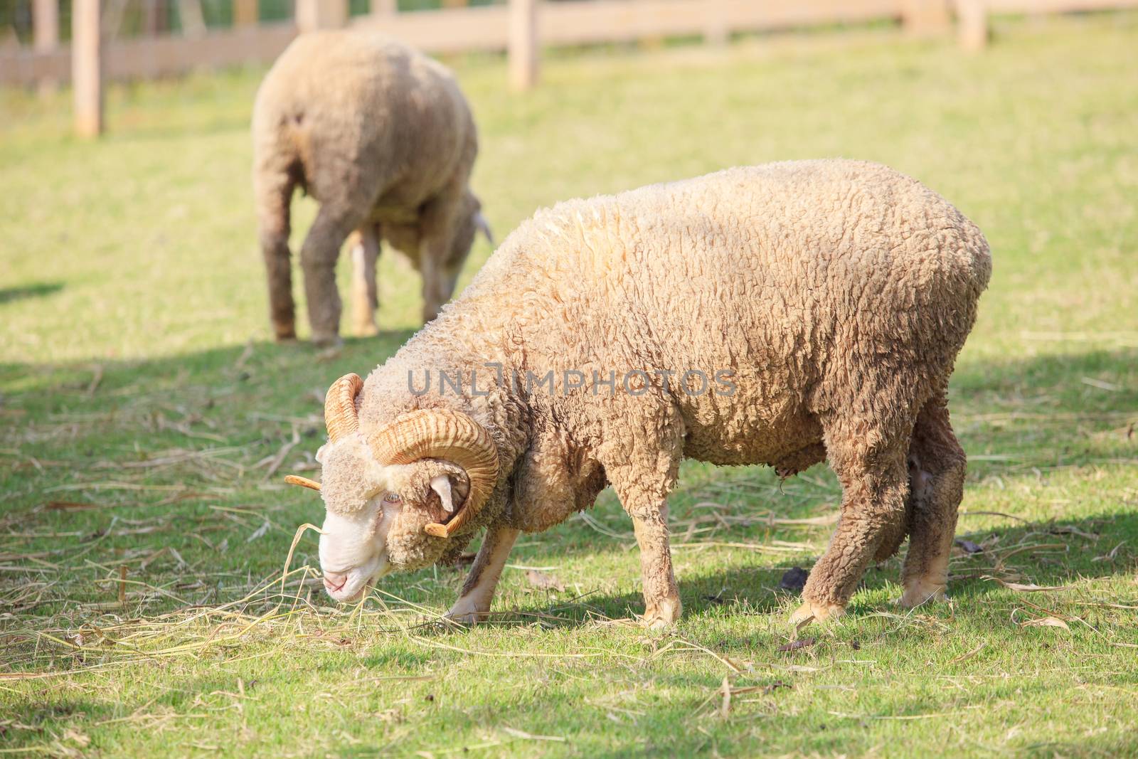 full body of male merino sheep feeding green grass in ranch live by khunaspix