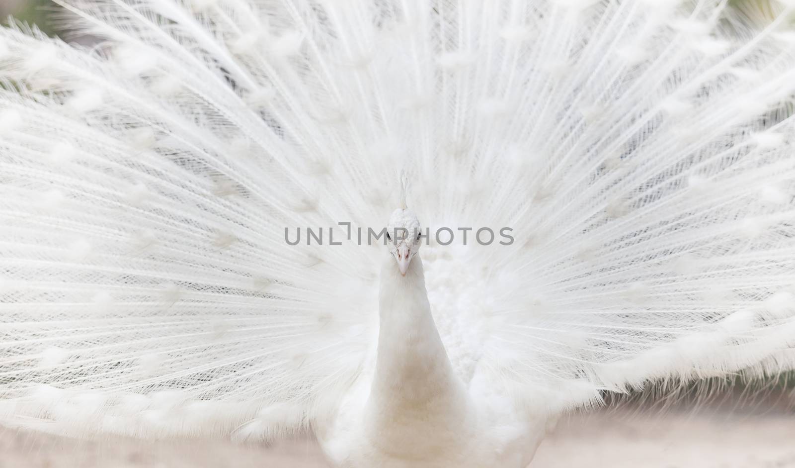 white indian peacock with beautiful fan tail