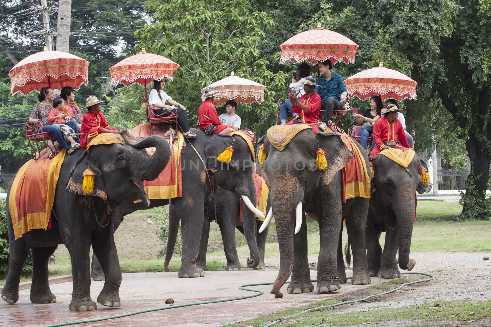 AYUTHAYA THAILAND-SEPTEMBER 6 : tourist riding on elephant back past ancient pagoda in Ayuthaya famous world heritage sites of unesco central of thailand on september6, 2014 in Ayuthaya Thailand