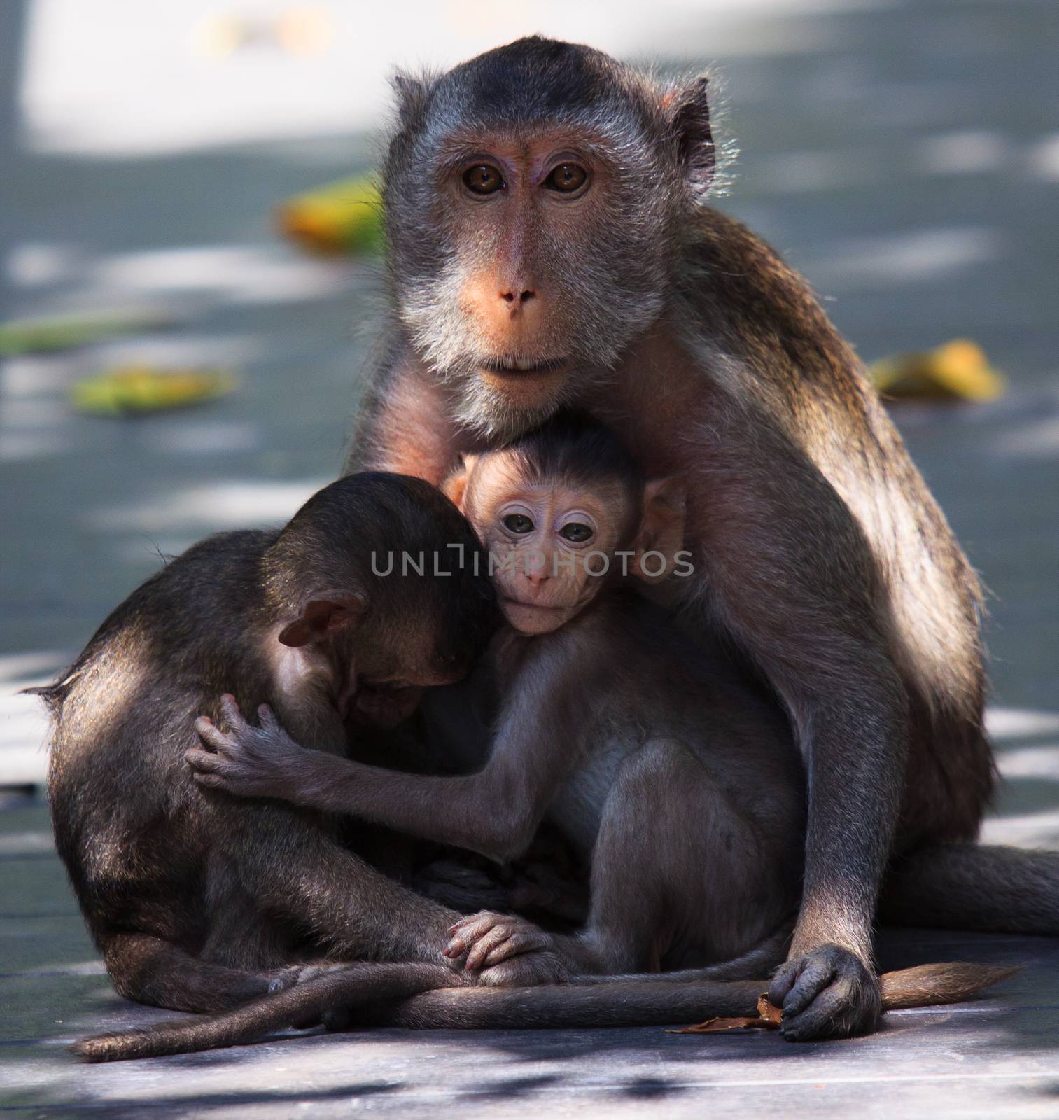 lovely monkey family in wild