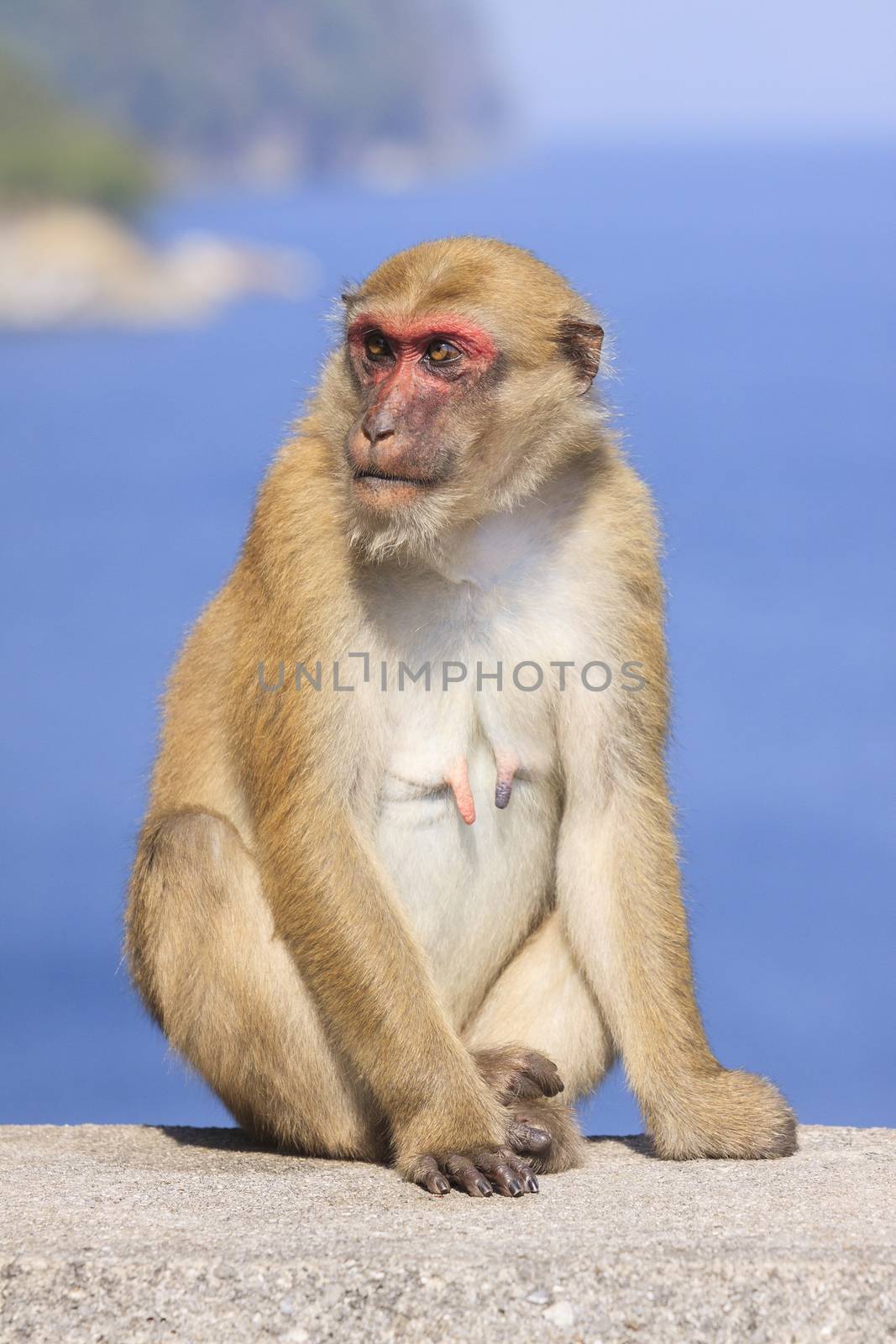 full body of female natural wild Rhesus macaque monkey sitting o by khunaspix