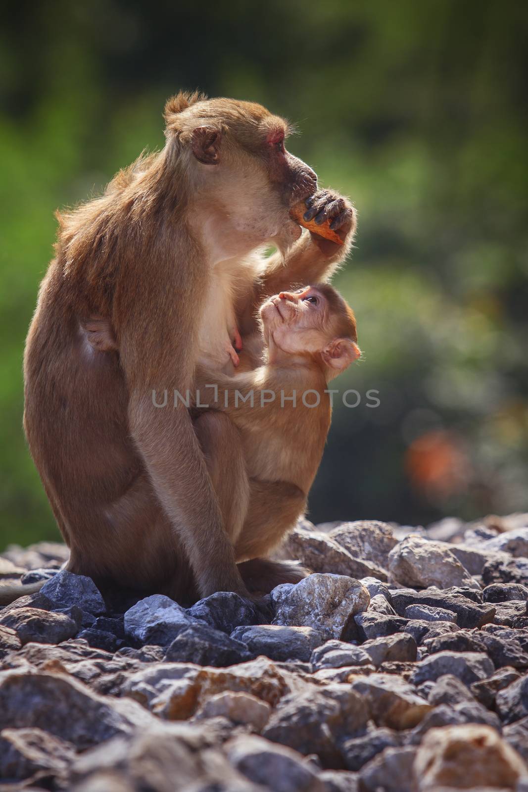 wild Rhesus macaque monkey and young baby looking to monkey moth by khunaspix