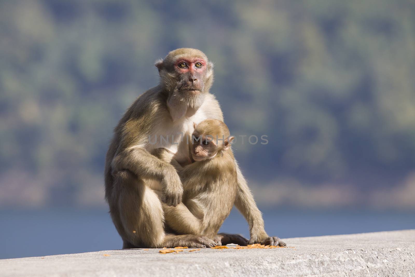 wild Rhesus macaque monkey and young baby looking to monkey moth by khunaspix