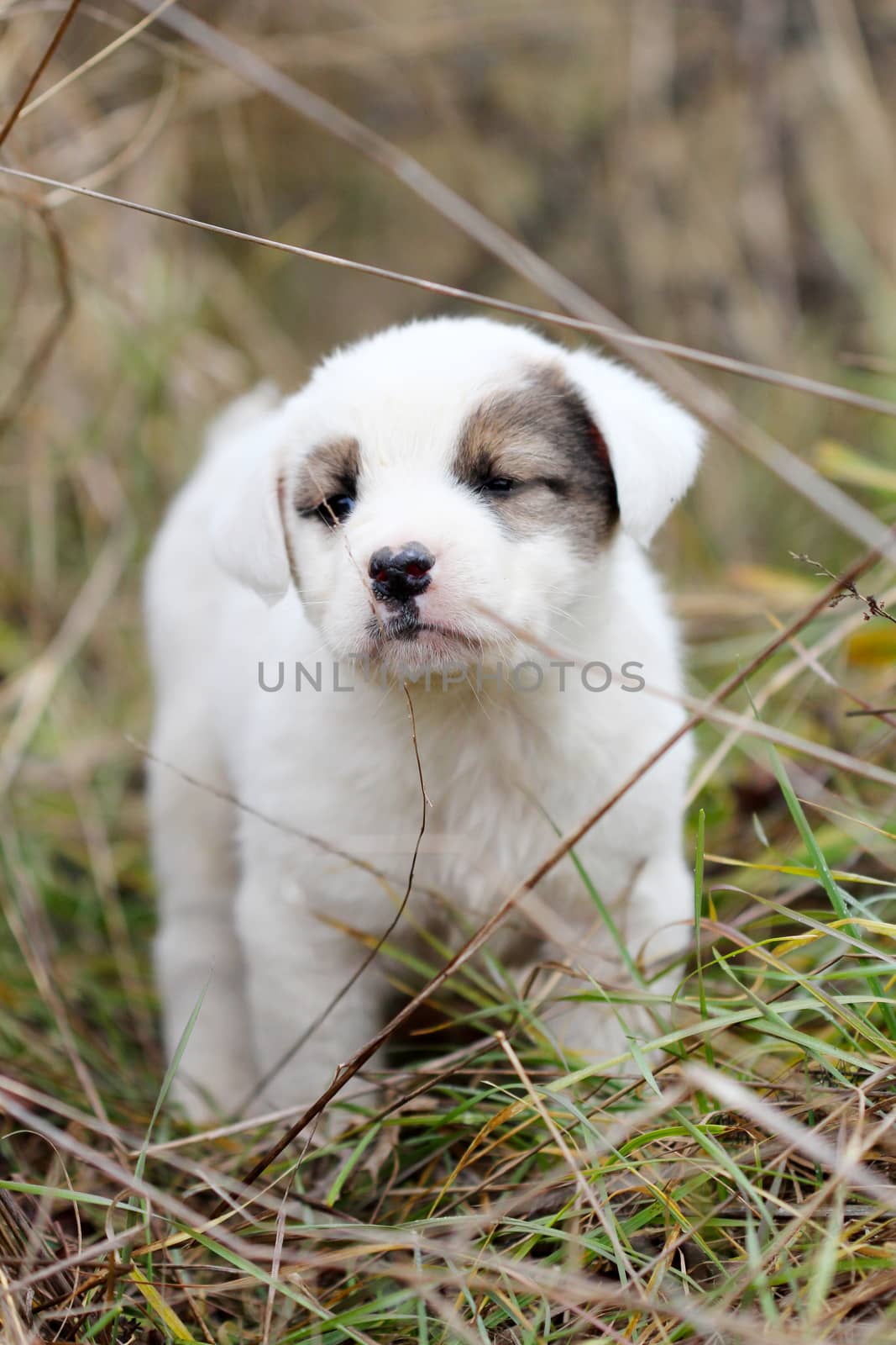 picture of a sad abandoned puppy on the chaparell