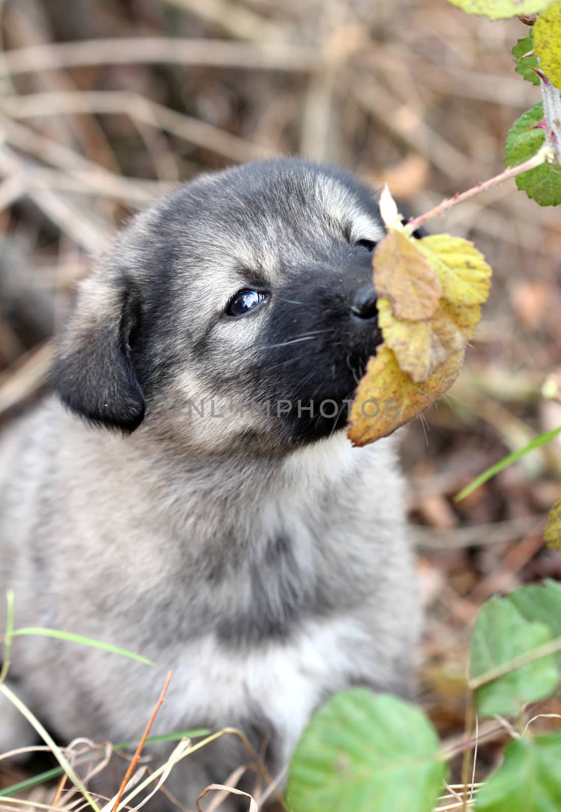 picture of a sad abandoned puppy smelling the laves on the chaparell