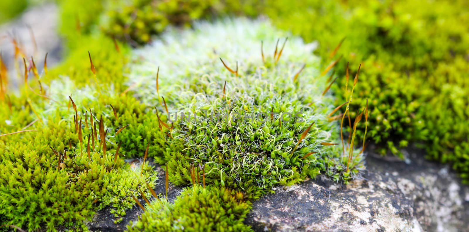 picture of a Green Moss on a rock,nature concept