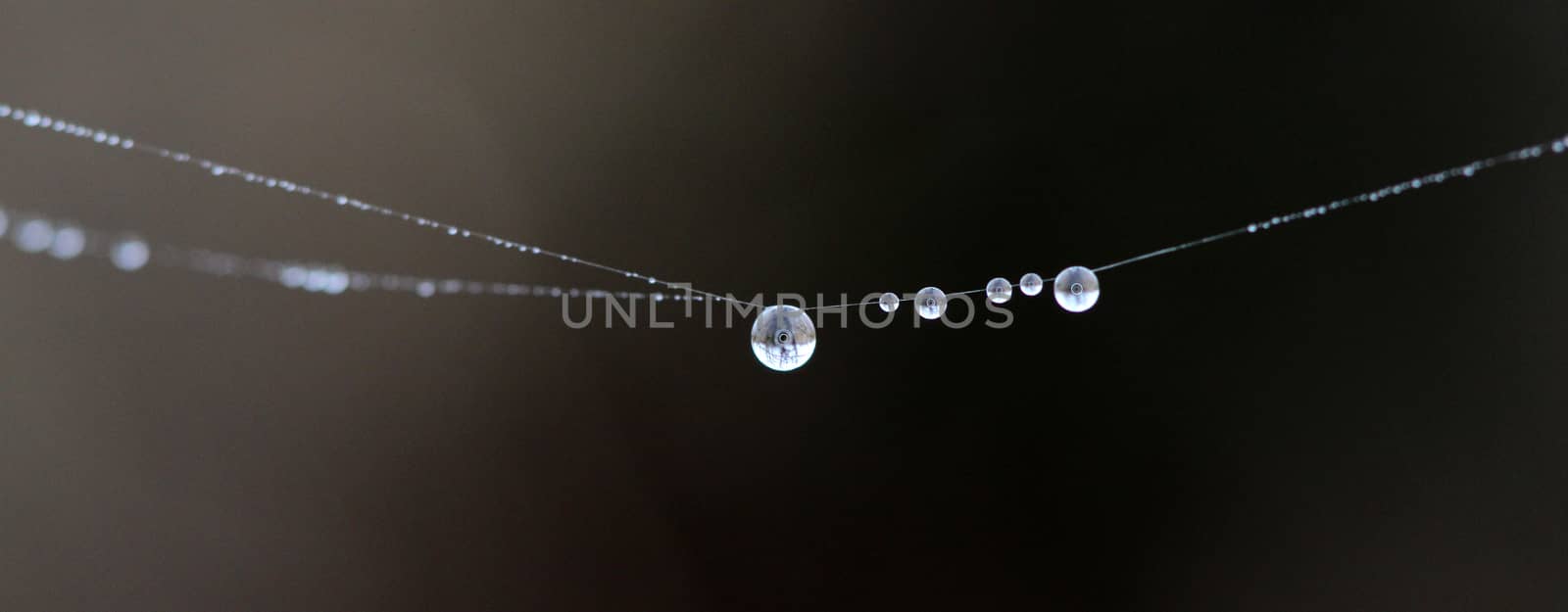 picture of a The spider web with dew drops. Abstract background