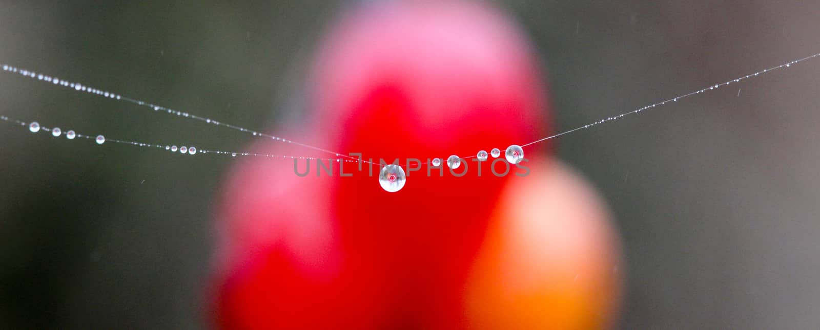 picture of a The spider web with dew drops. Abstract background