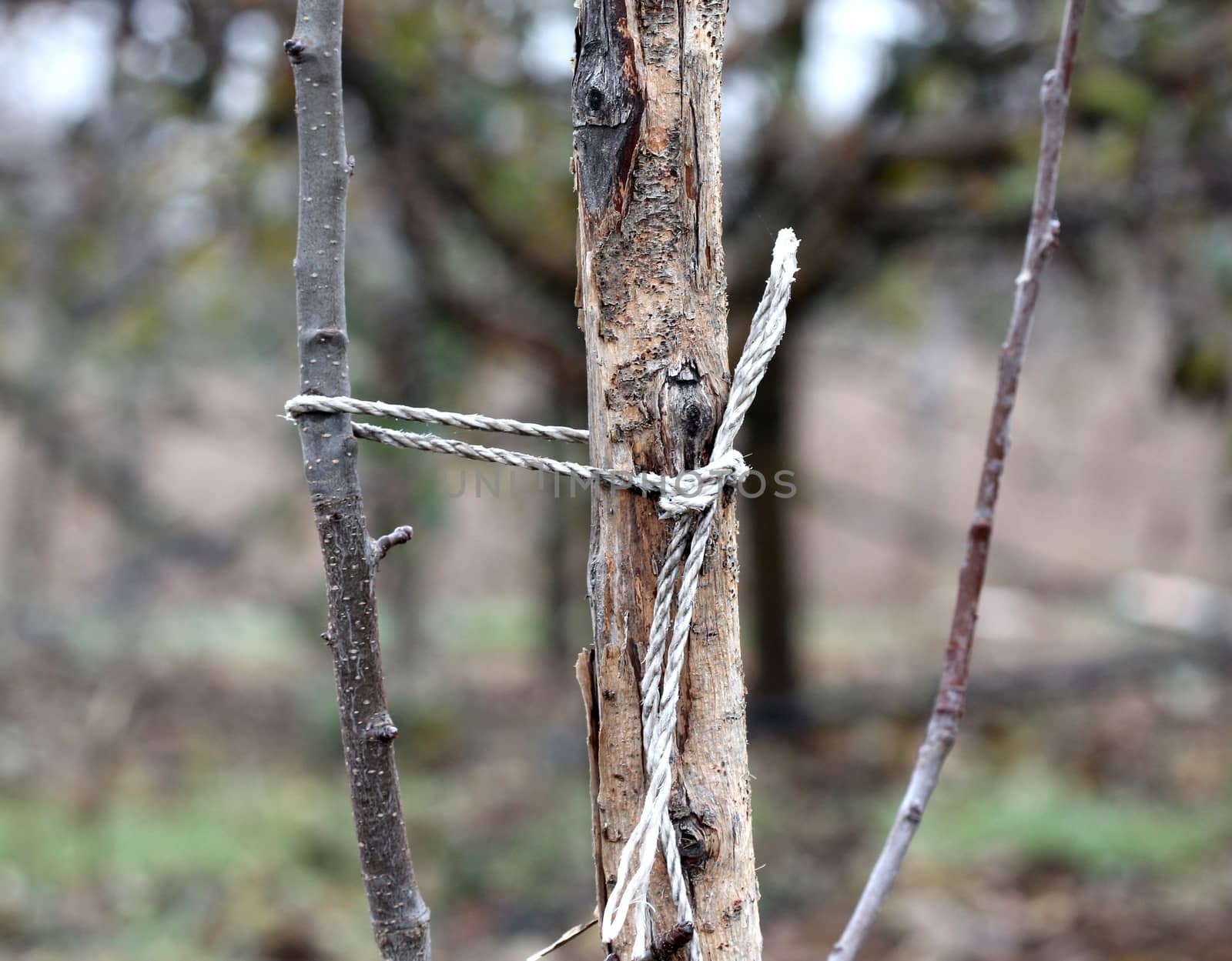 picture of a young apple tree support with a stake
