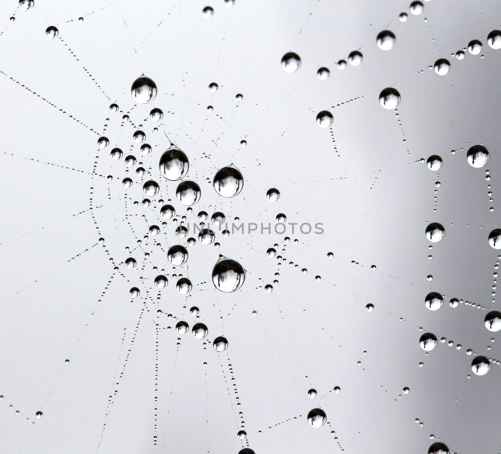picture of a The spider web with dew drops. Abstract background