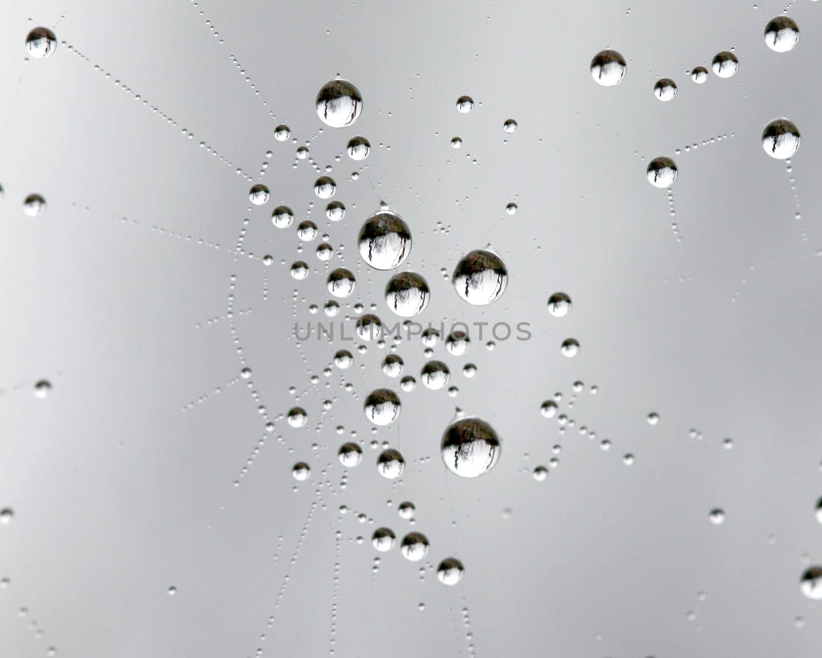 picture of a The spider web with dew drops. Abstract background