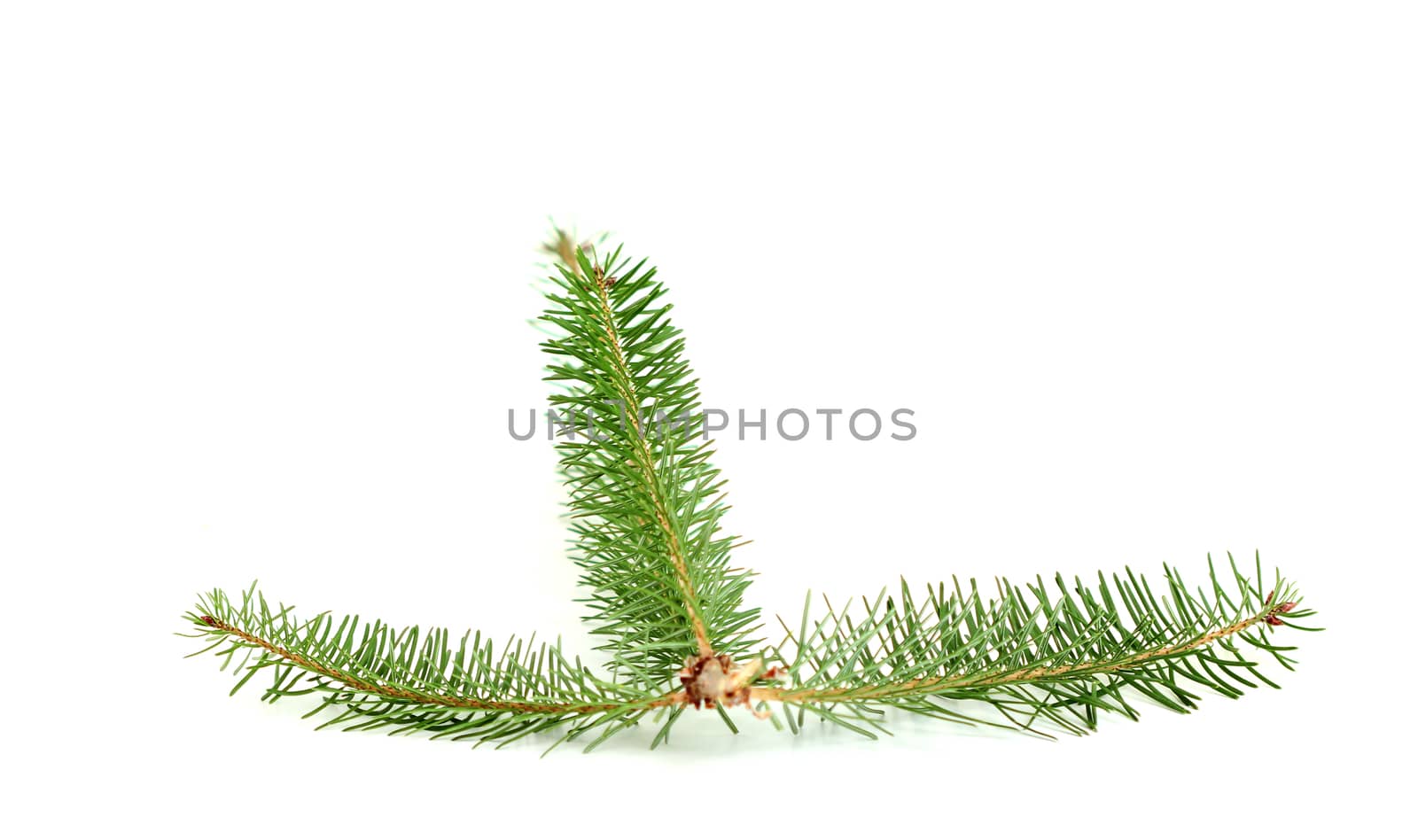 picture of a evergreen tree twigs in a studio