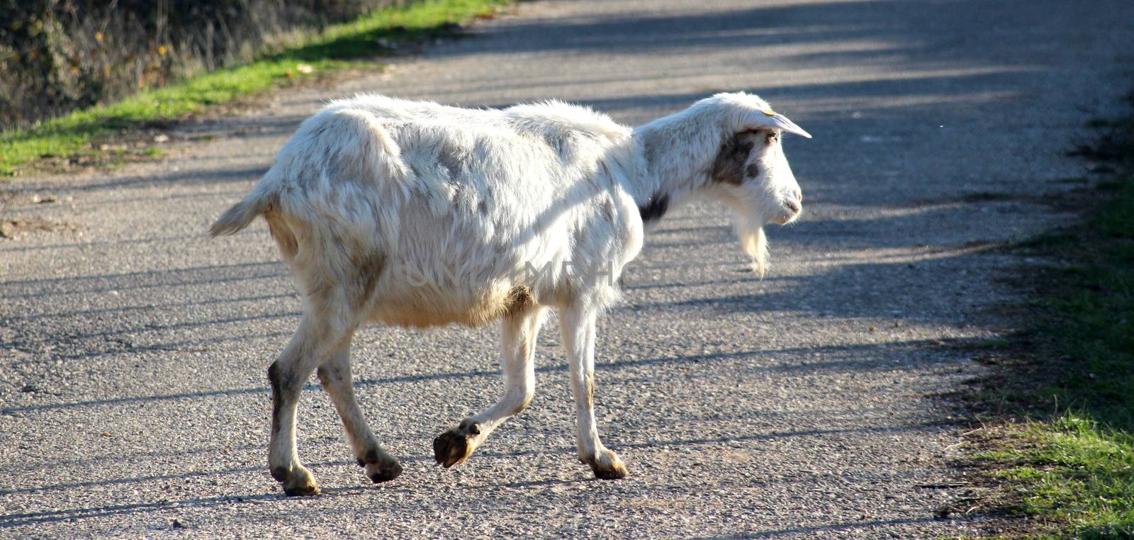 goats on an asphalt road by nehru