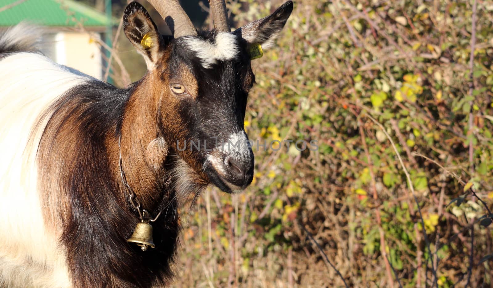 picture of a young goat,domestic animals theme