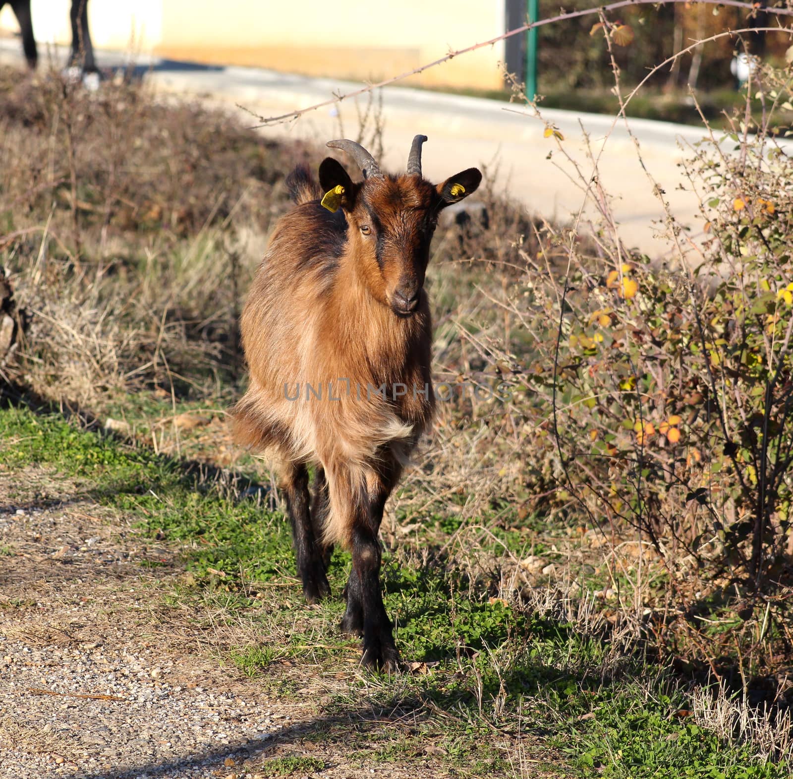 goats on an asphalt road by nehru